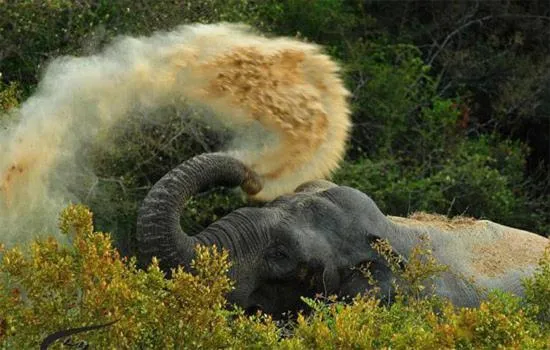 Animals in Hotel Tamarind Tree