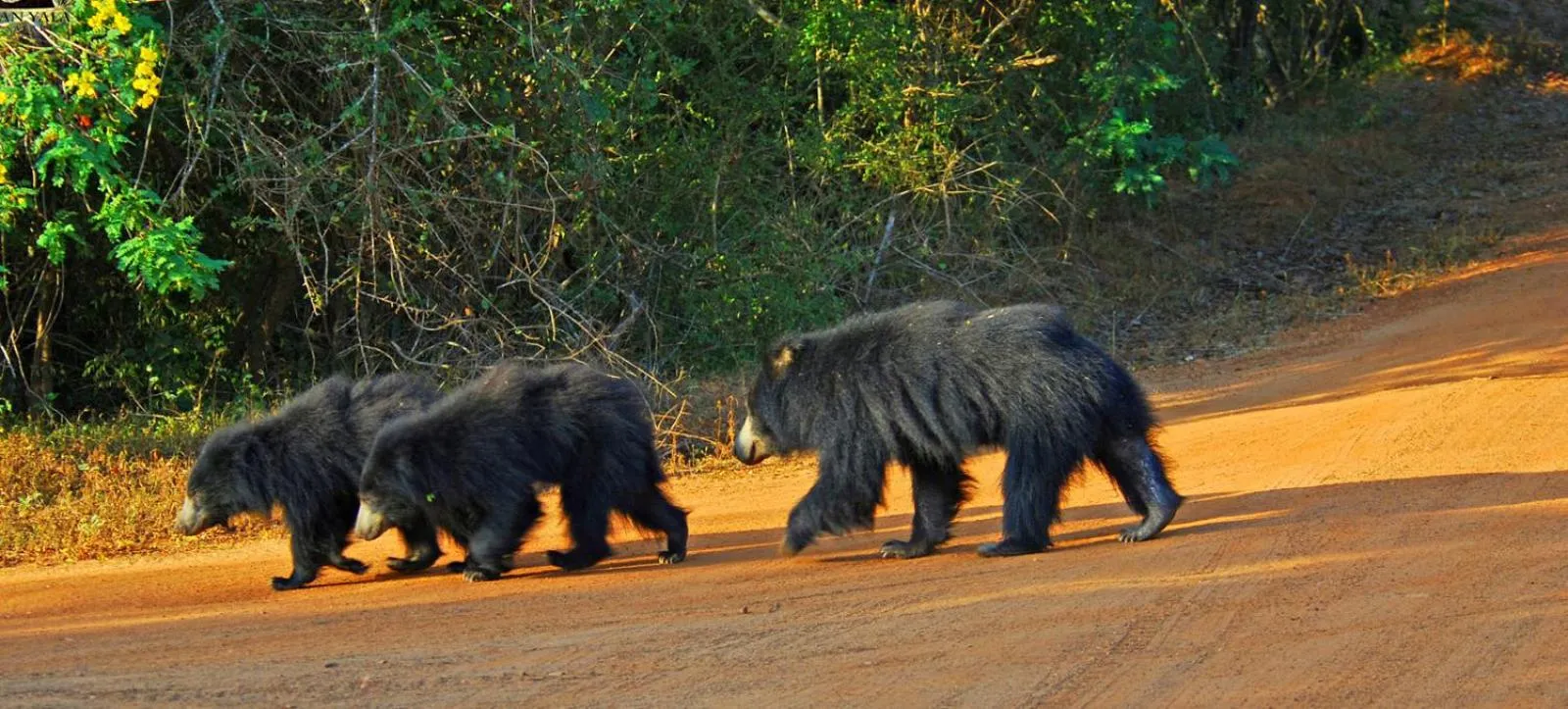Animals in Hotel Tamarind Tree