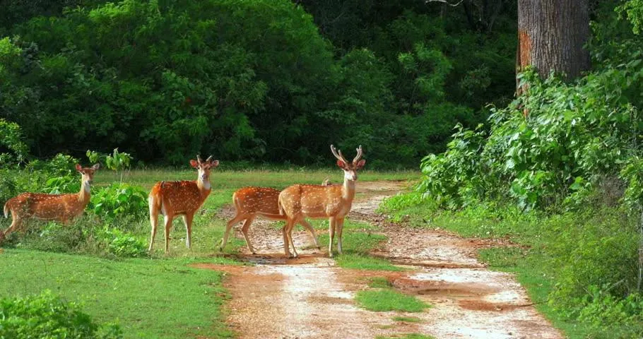 Animals in Hotel Tamarind Tree