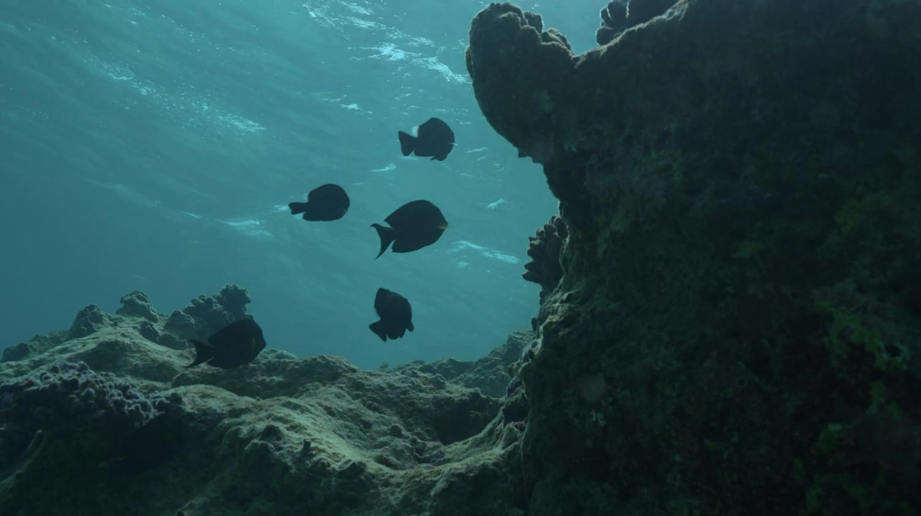 Diving in Park Hyatt Sanya Sunny Bay Resort