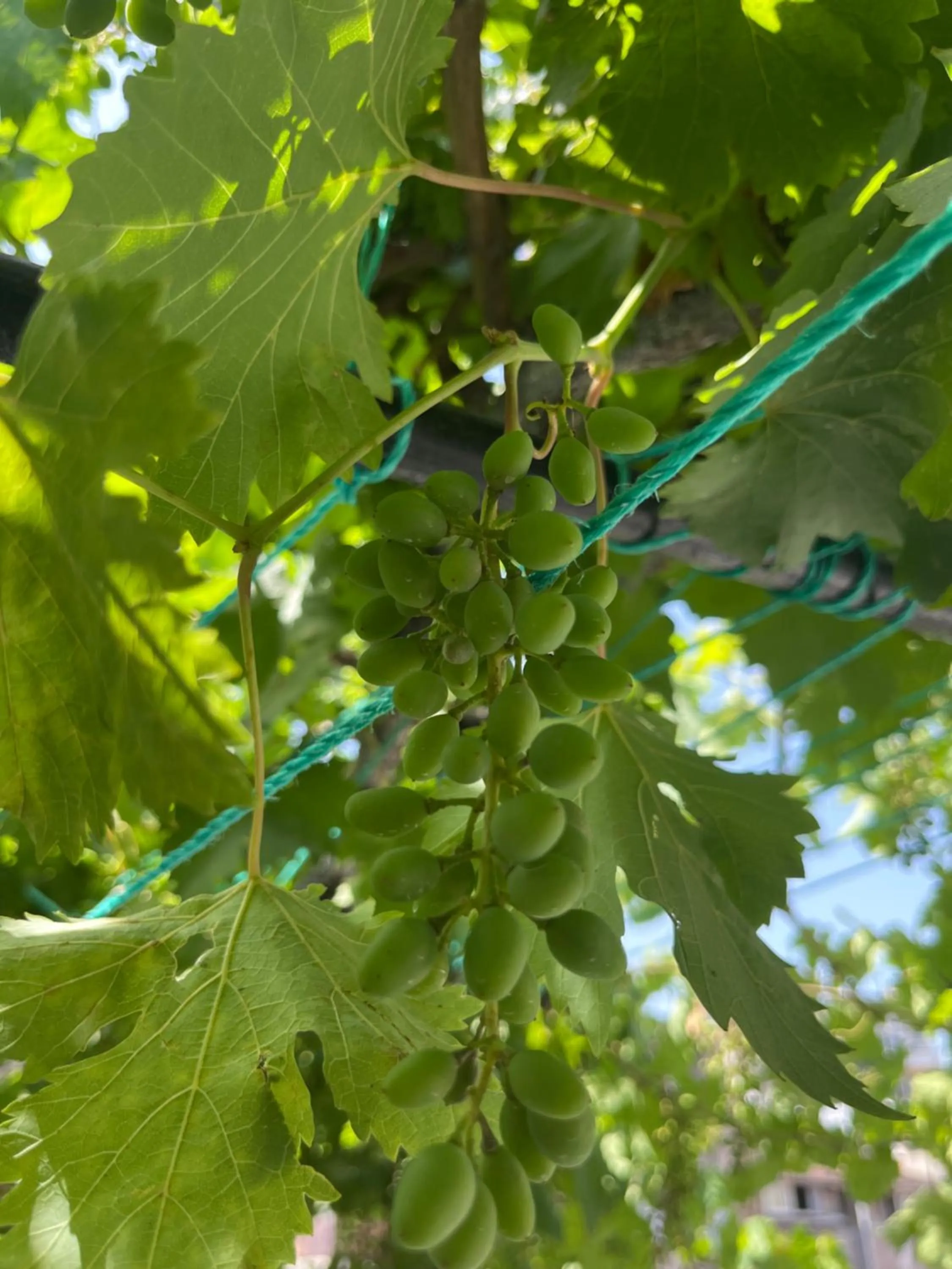 Spring in Taksim Neo Pera Suites