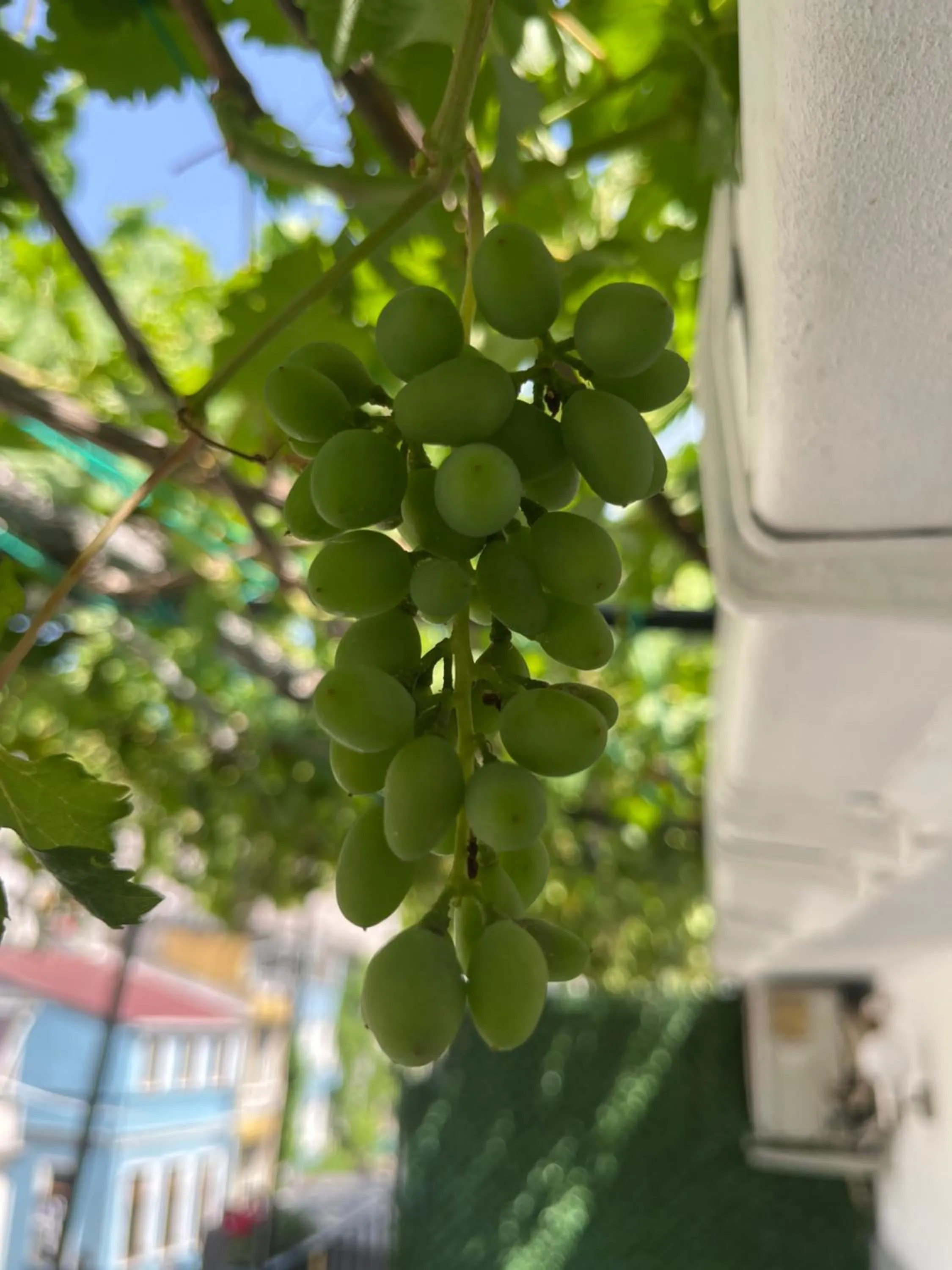 Spring in Taksim Neo Pera Suites