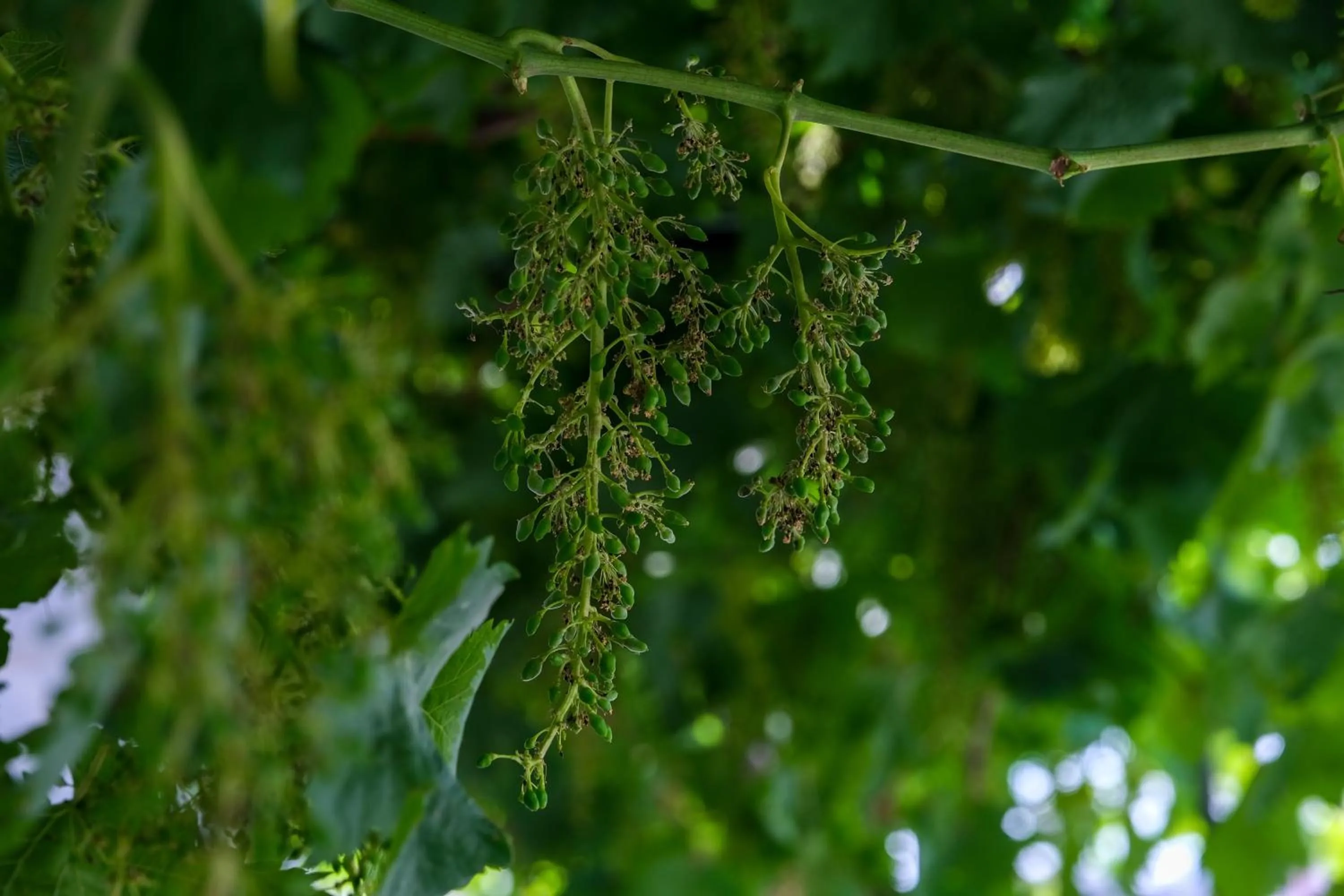 Spring in Taksim Neo Pera Suites