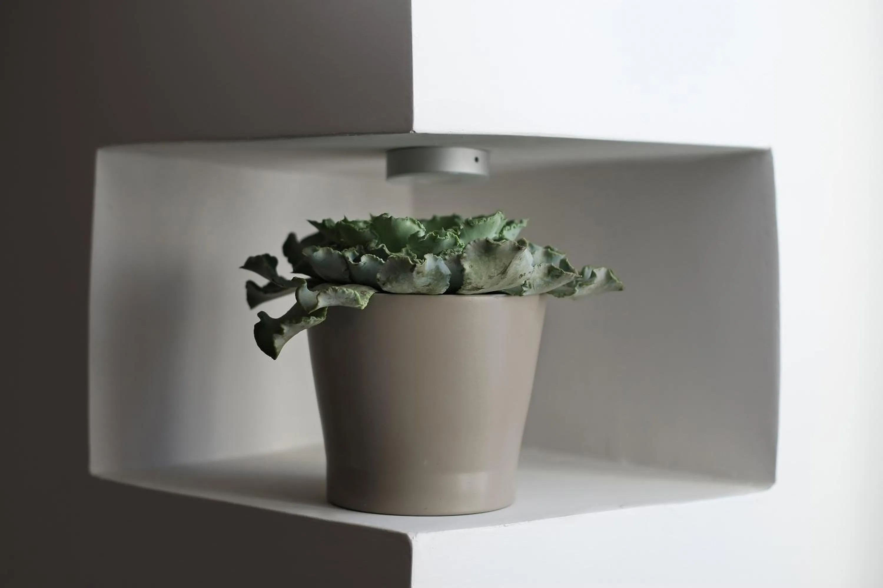 Decorative detail in Atypical Rooms