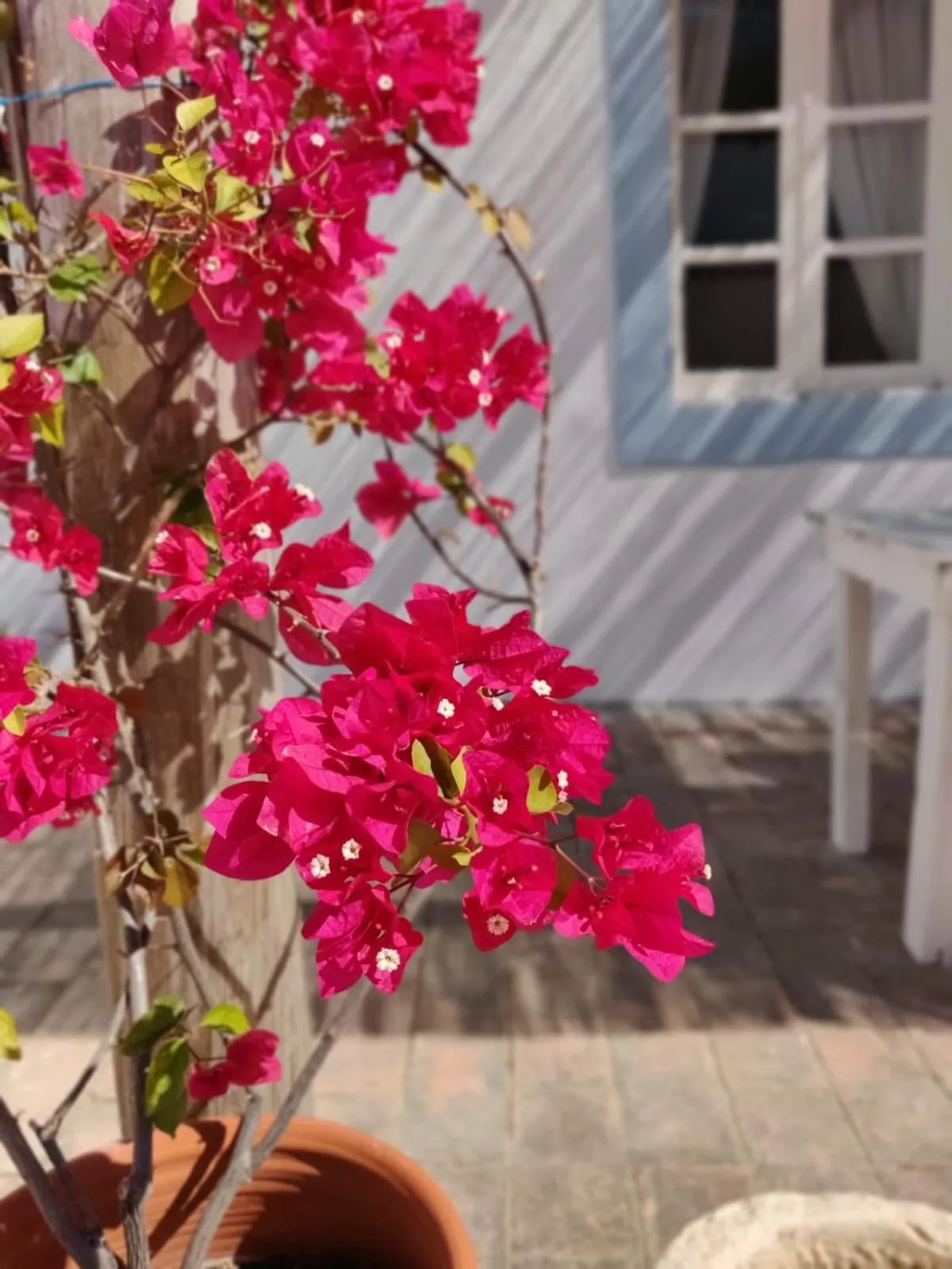 Patio in Casa Largo do Poço Guesthouse
