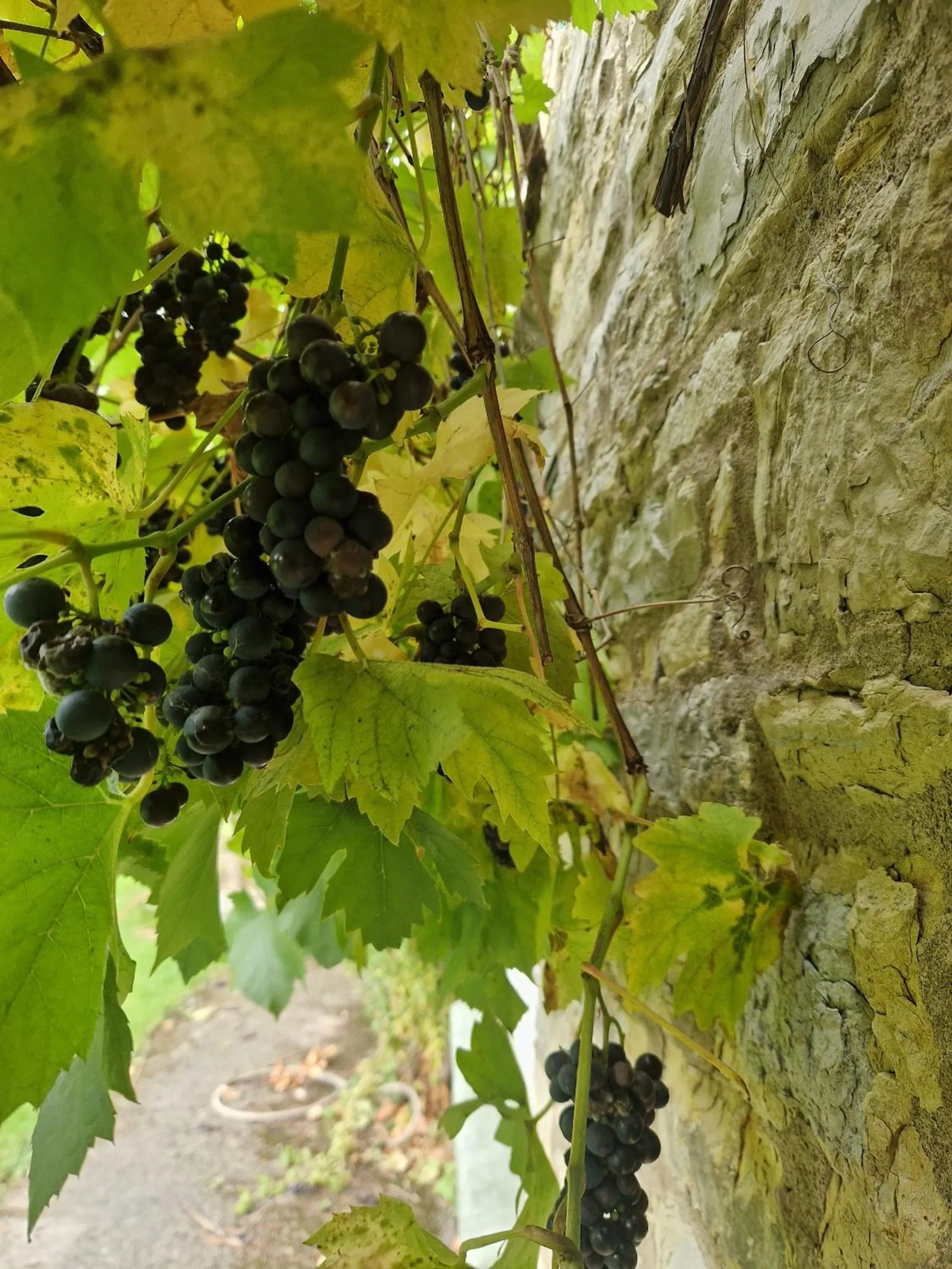 Garden in Worth House Bed and Breakfast