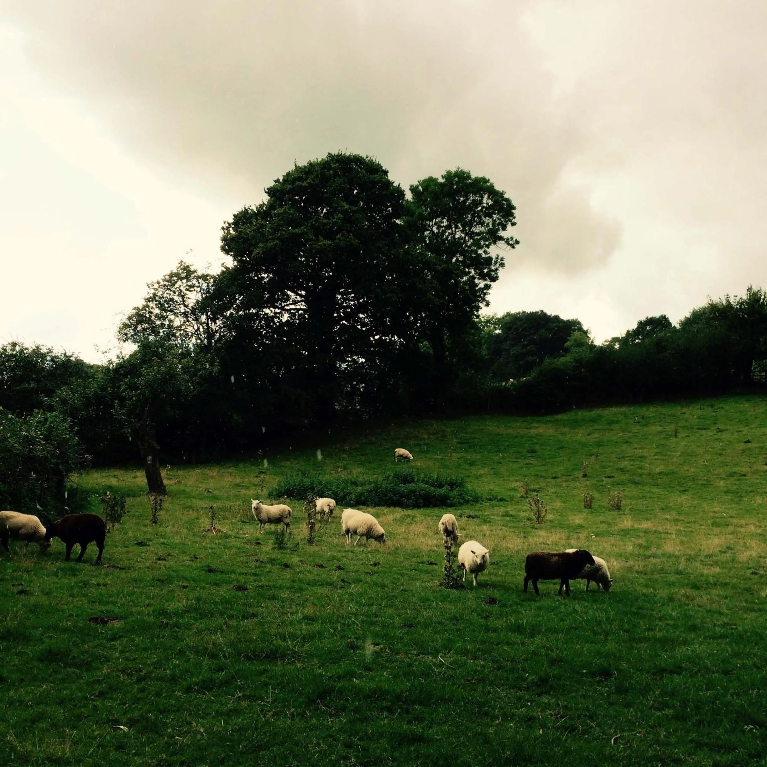 Animals in Mynd House