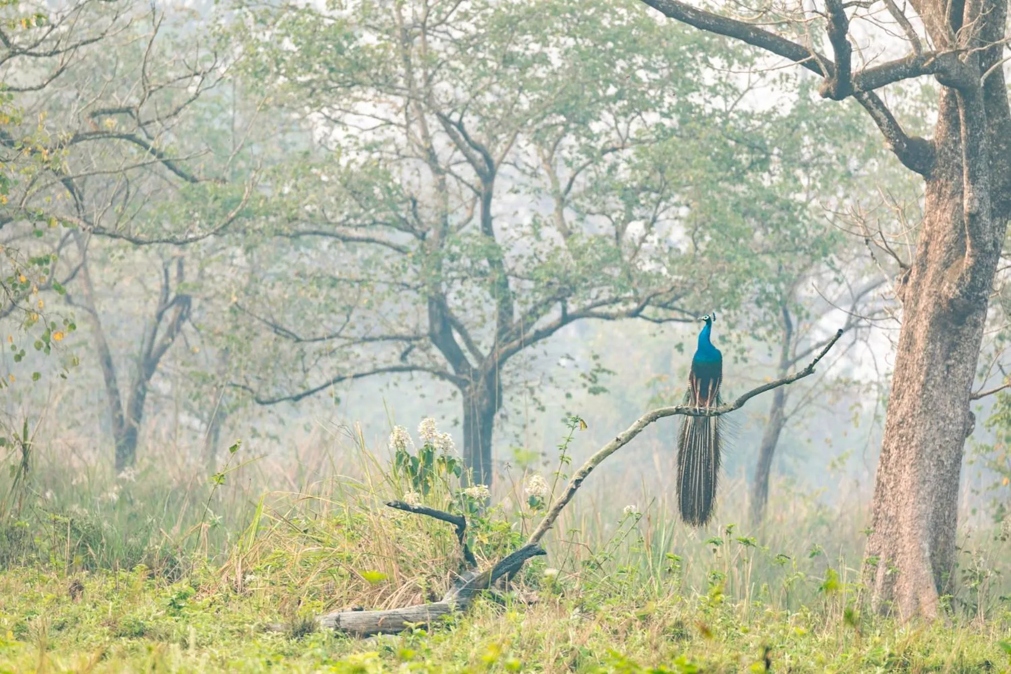 Activities in Kasara Chitwan