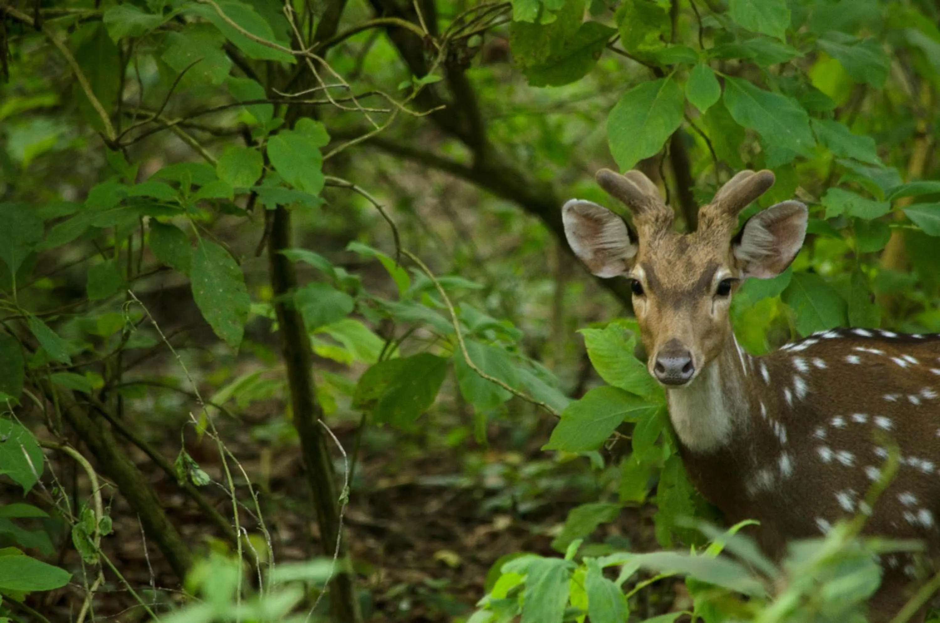 Activities in Kasara Chitwan