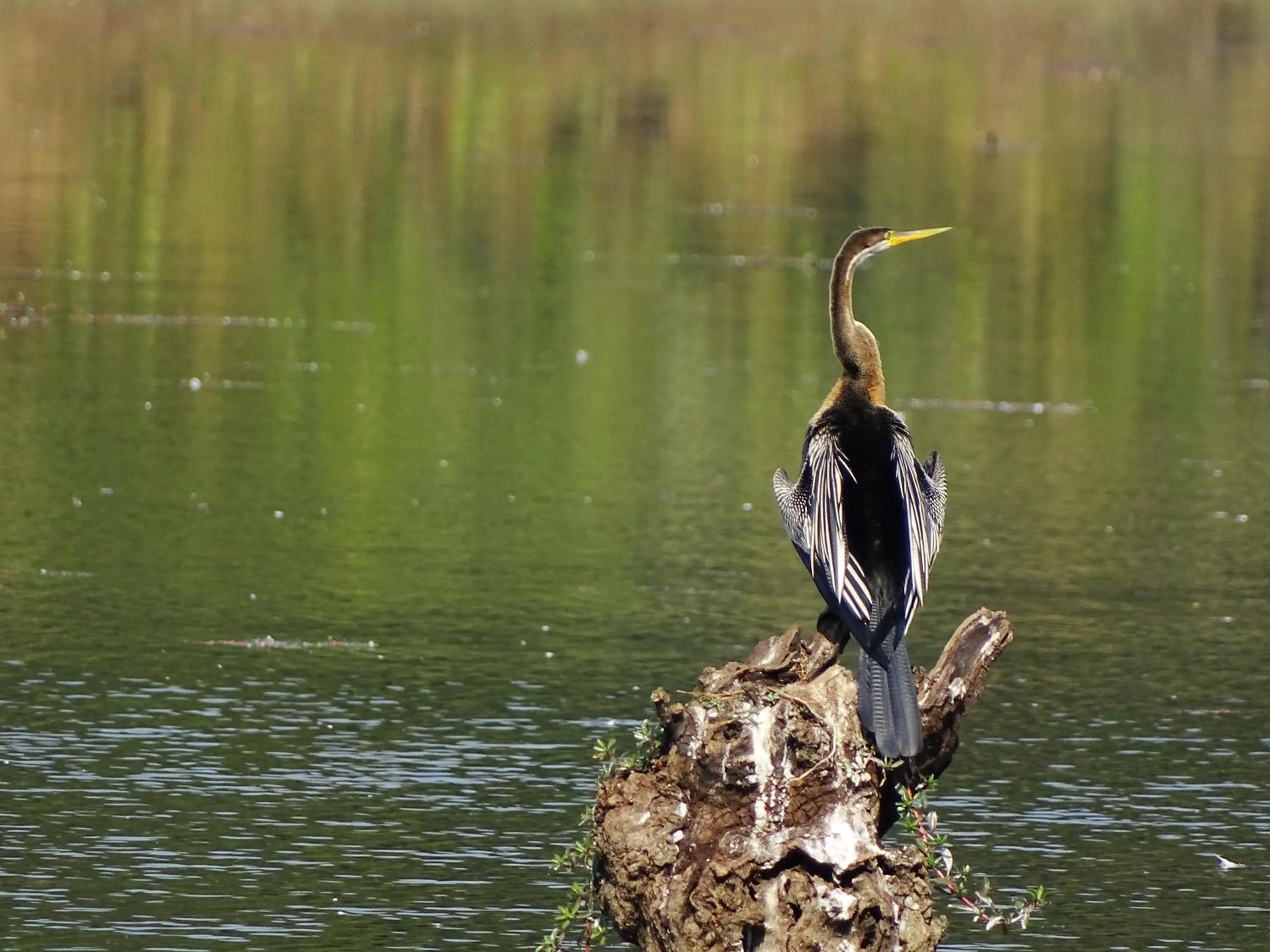 Activities in Kasara Chitwan
