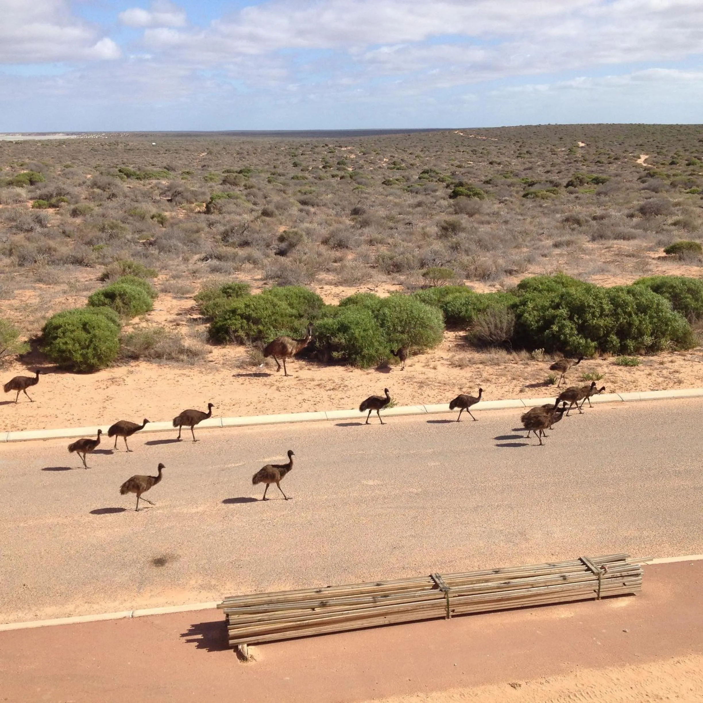 Animals in On the Deck @ Shark Bay