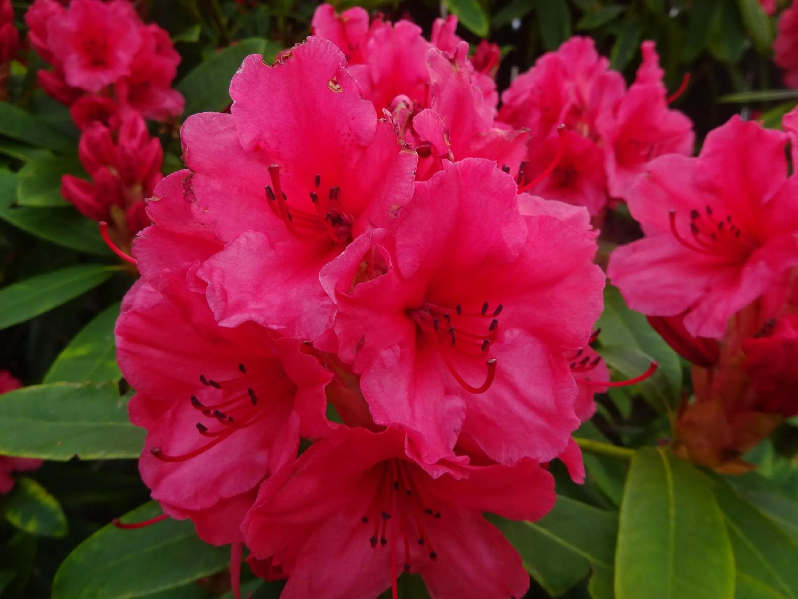 Garden in Culliss House B&B