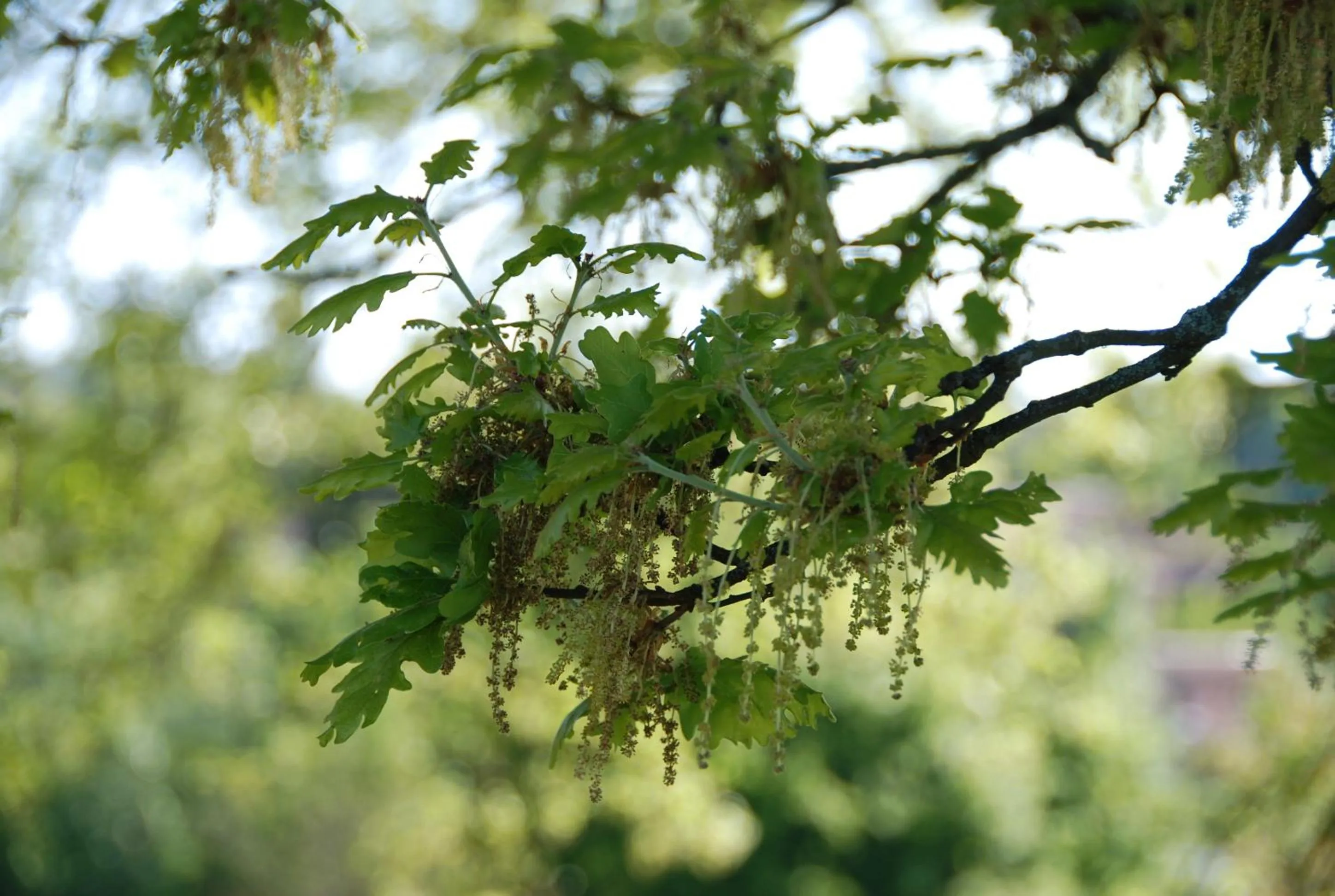 Decorative detail in Le Manoir Saint Clair