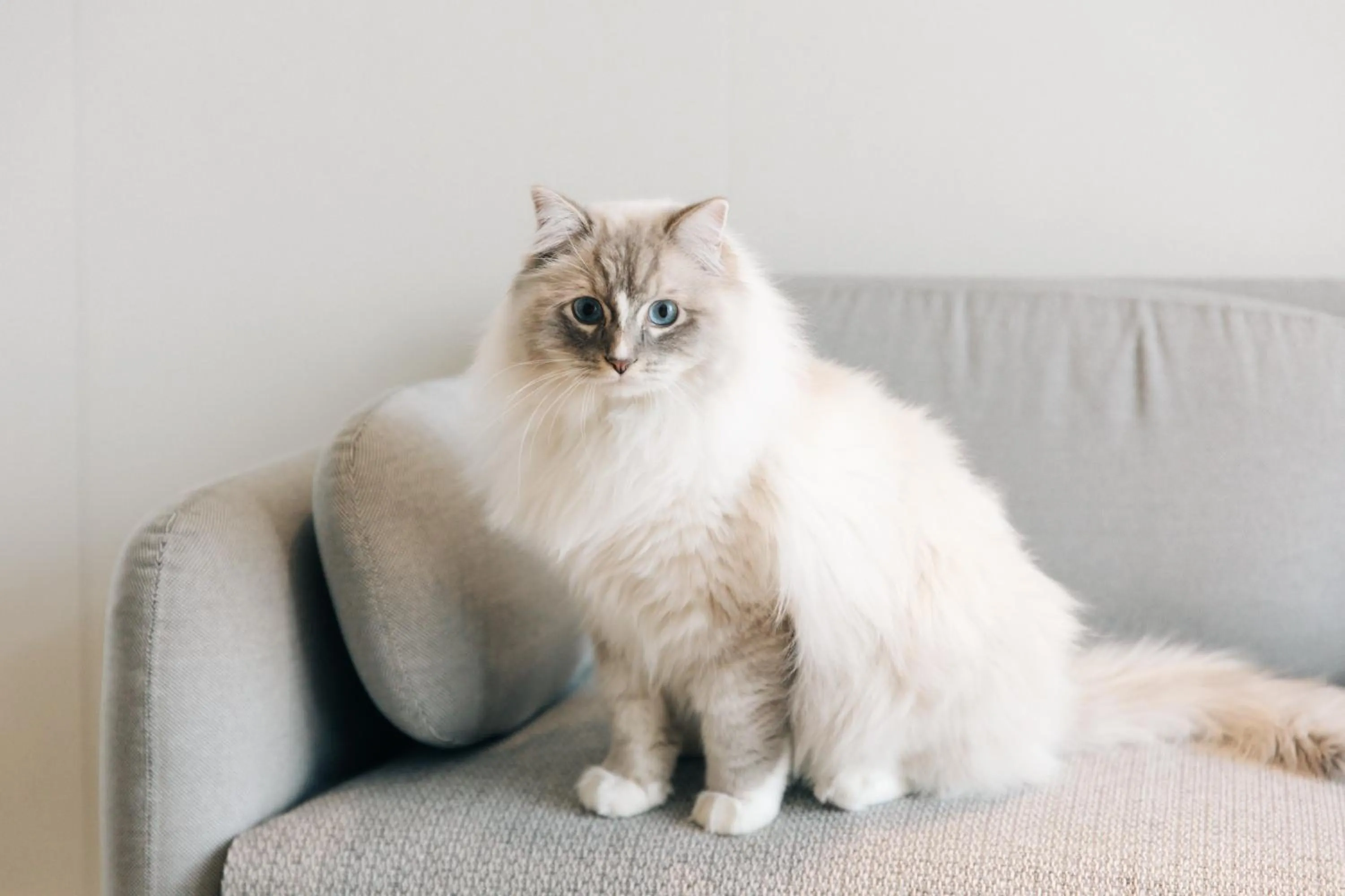 Pets in Nian hotel & resorts