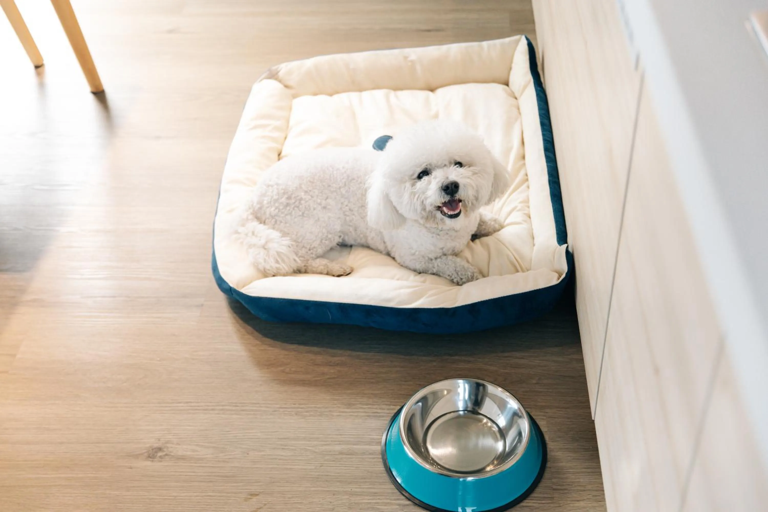 Pets in Nian hotel & resorts