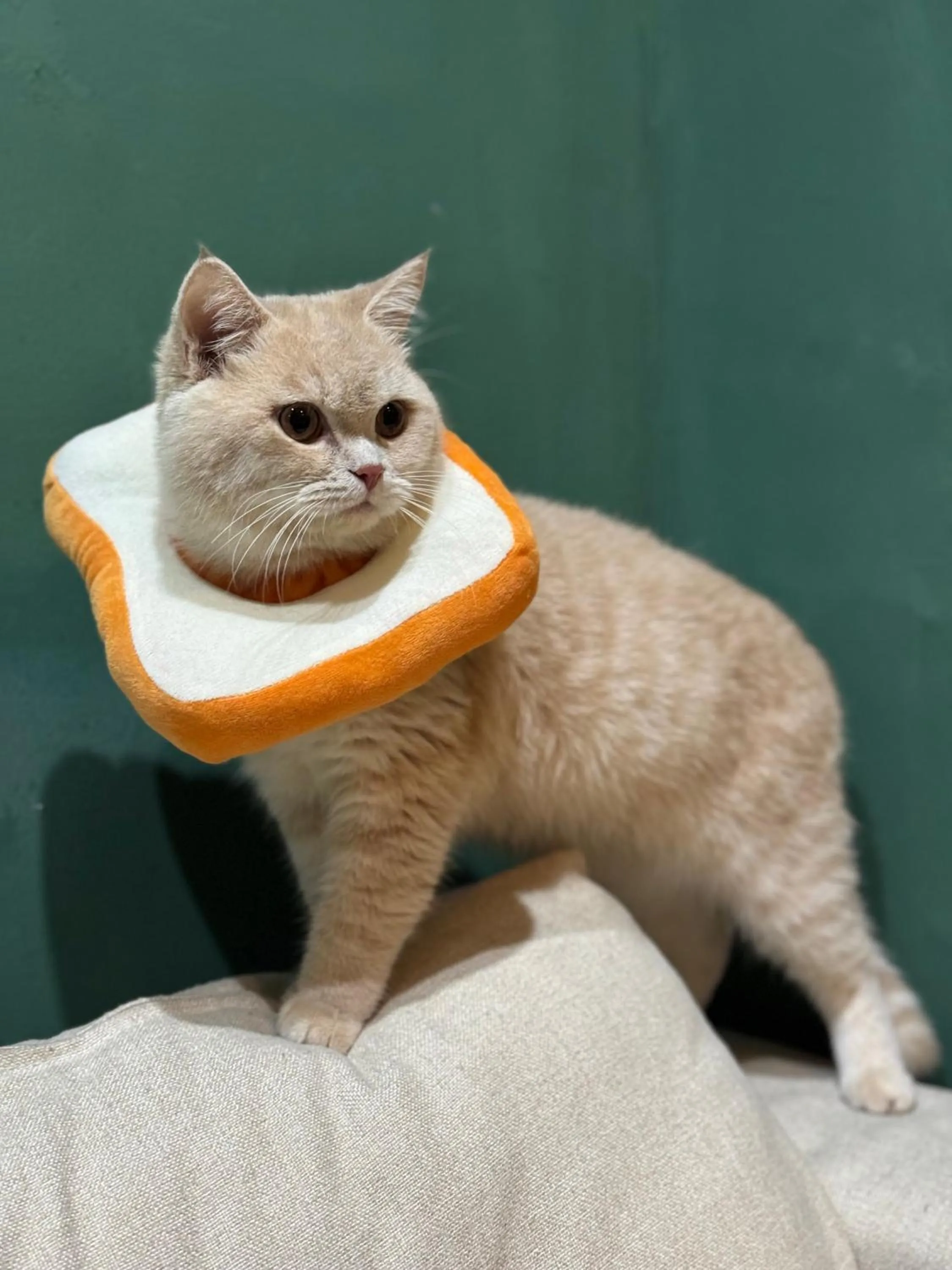 Pets in Guilin Cyan Box Guest House