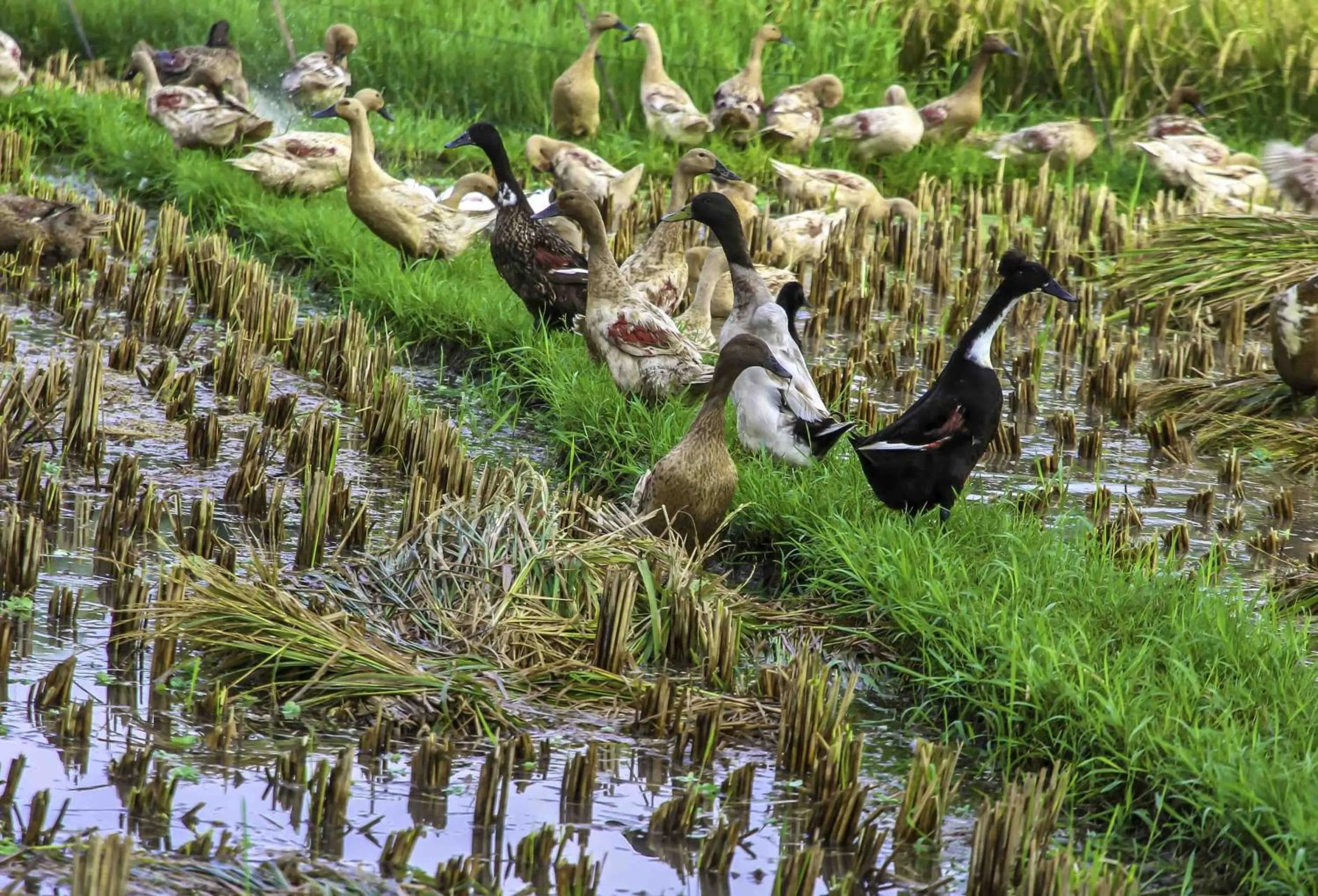 Natural landscape in Bakung Ubud Resort and Villa