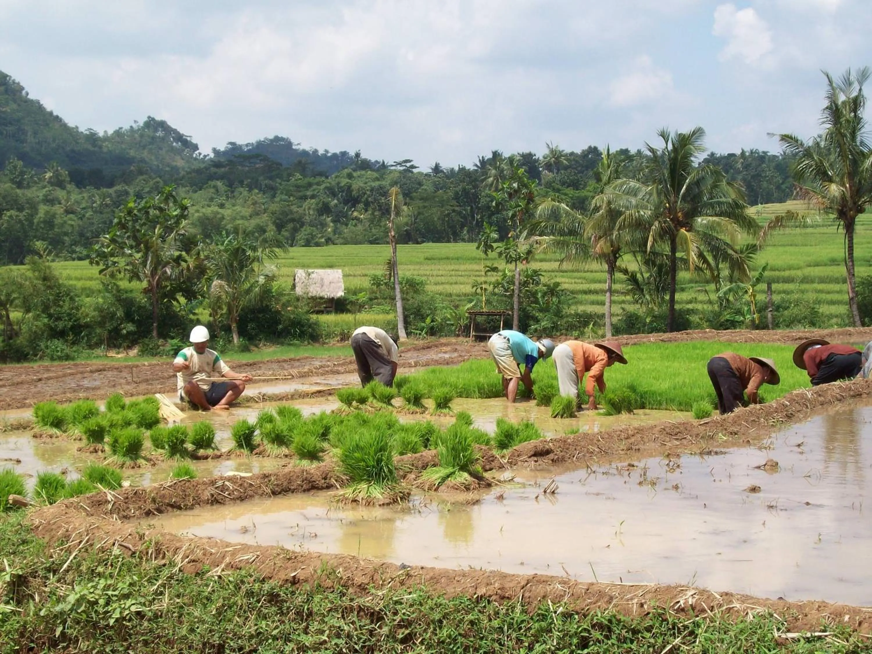 Natural landscape in Bakung Ubud Resort and Villa