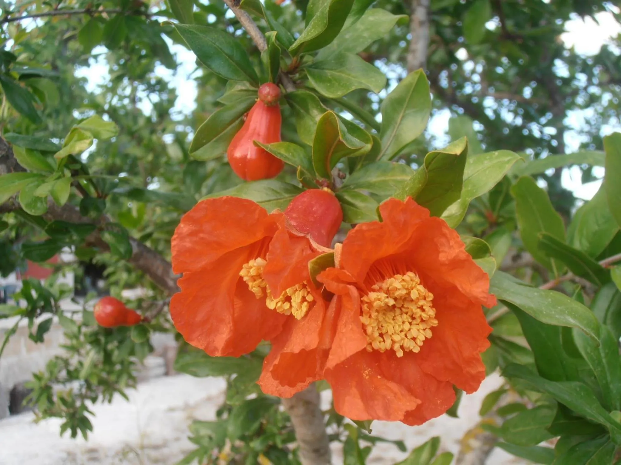 Garden in Il Corallo del Salento