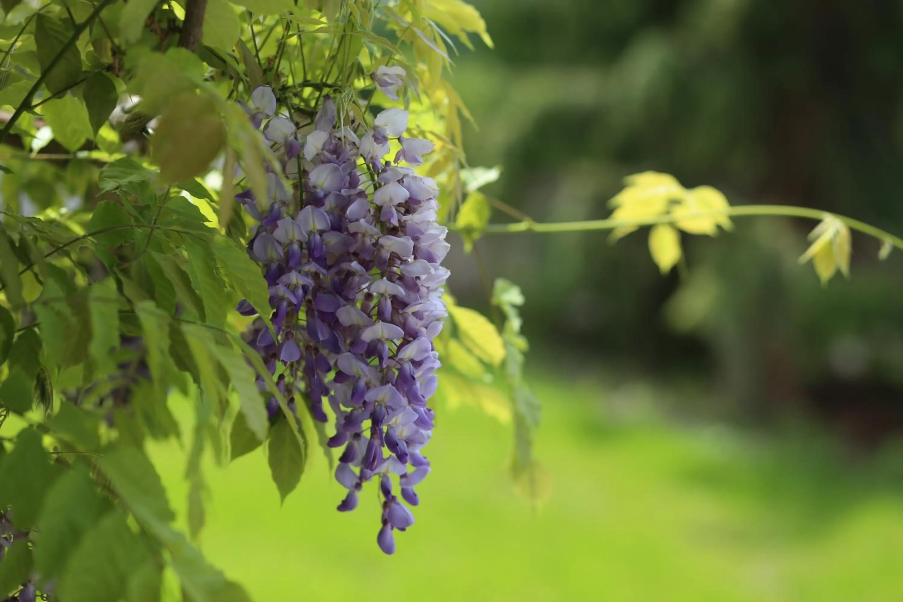 Garden in Ferienhotel Bodensee