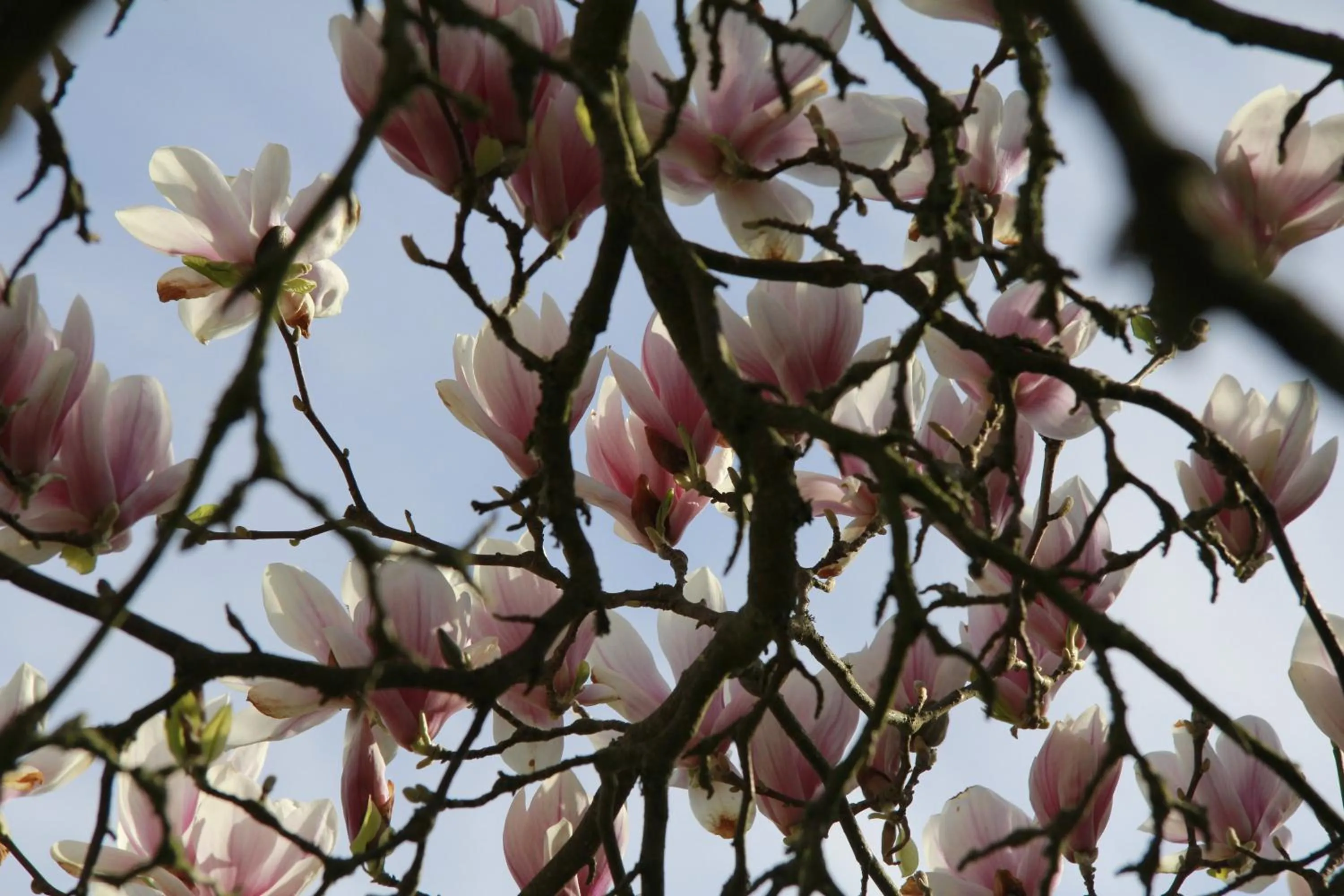 Spring in Vemmetofte Præstegård