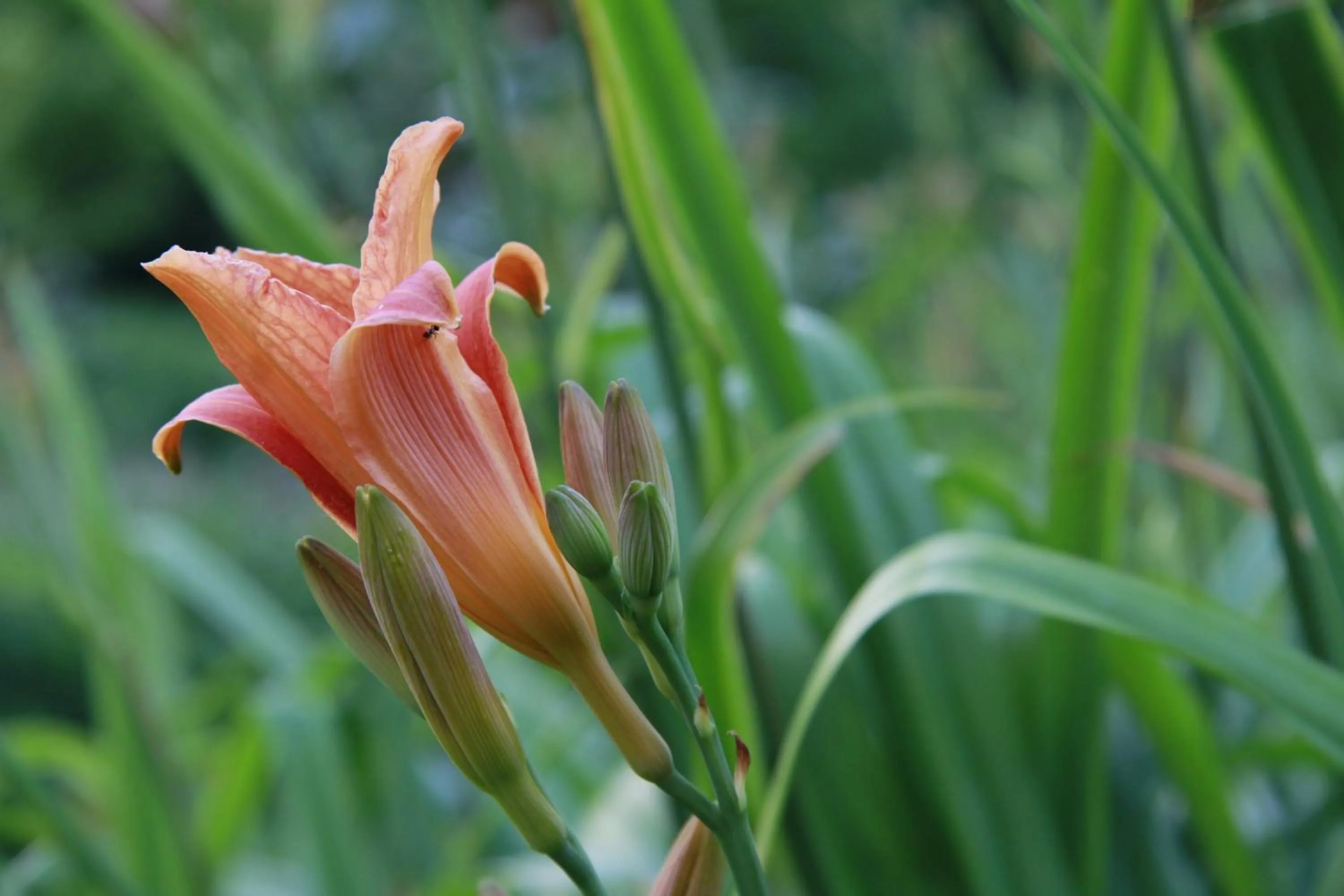 Garden in Vemmetofte Præstegård