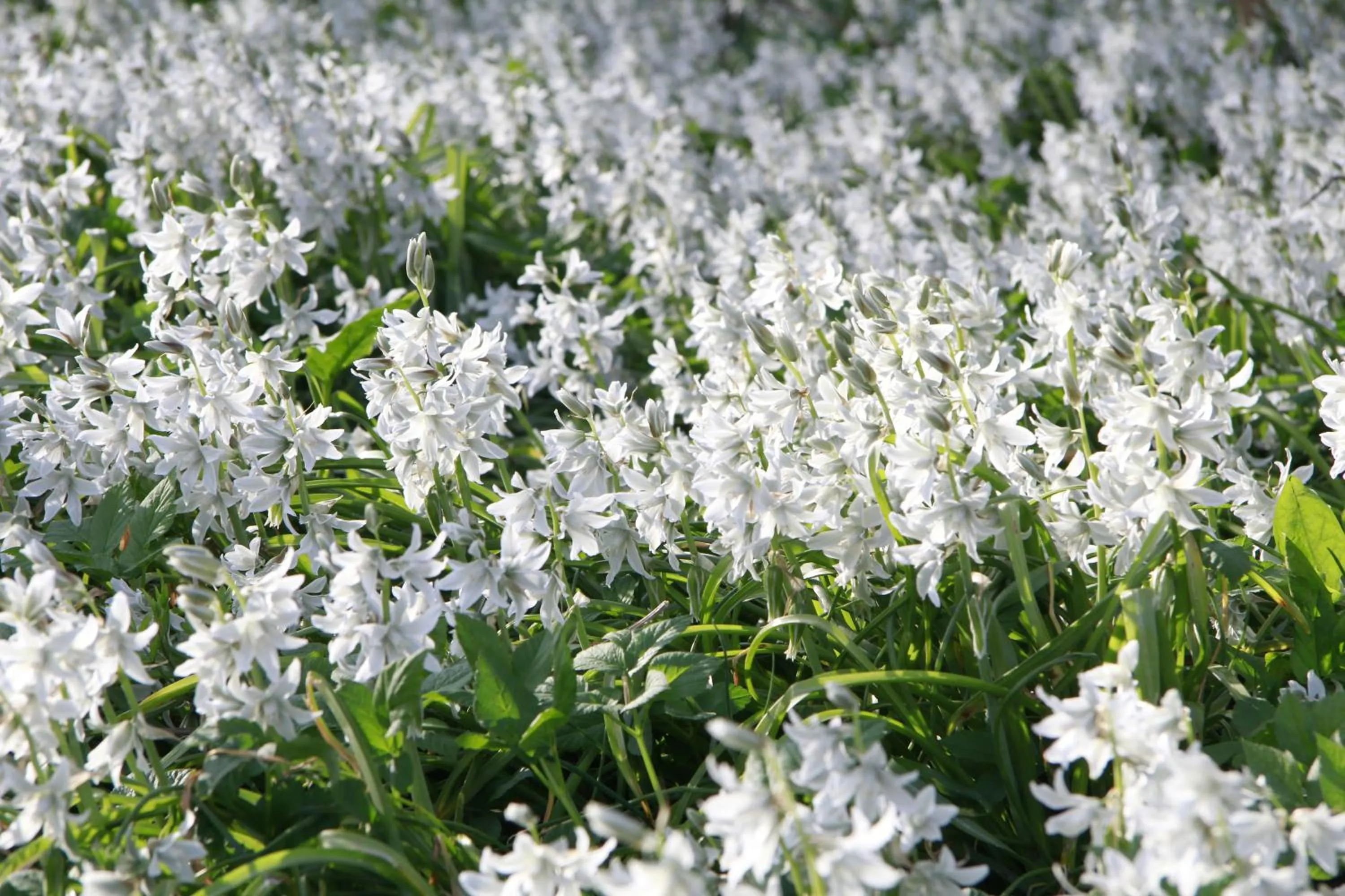 Spring in Vemmetofte Præstegård