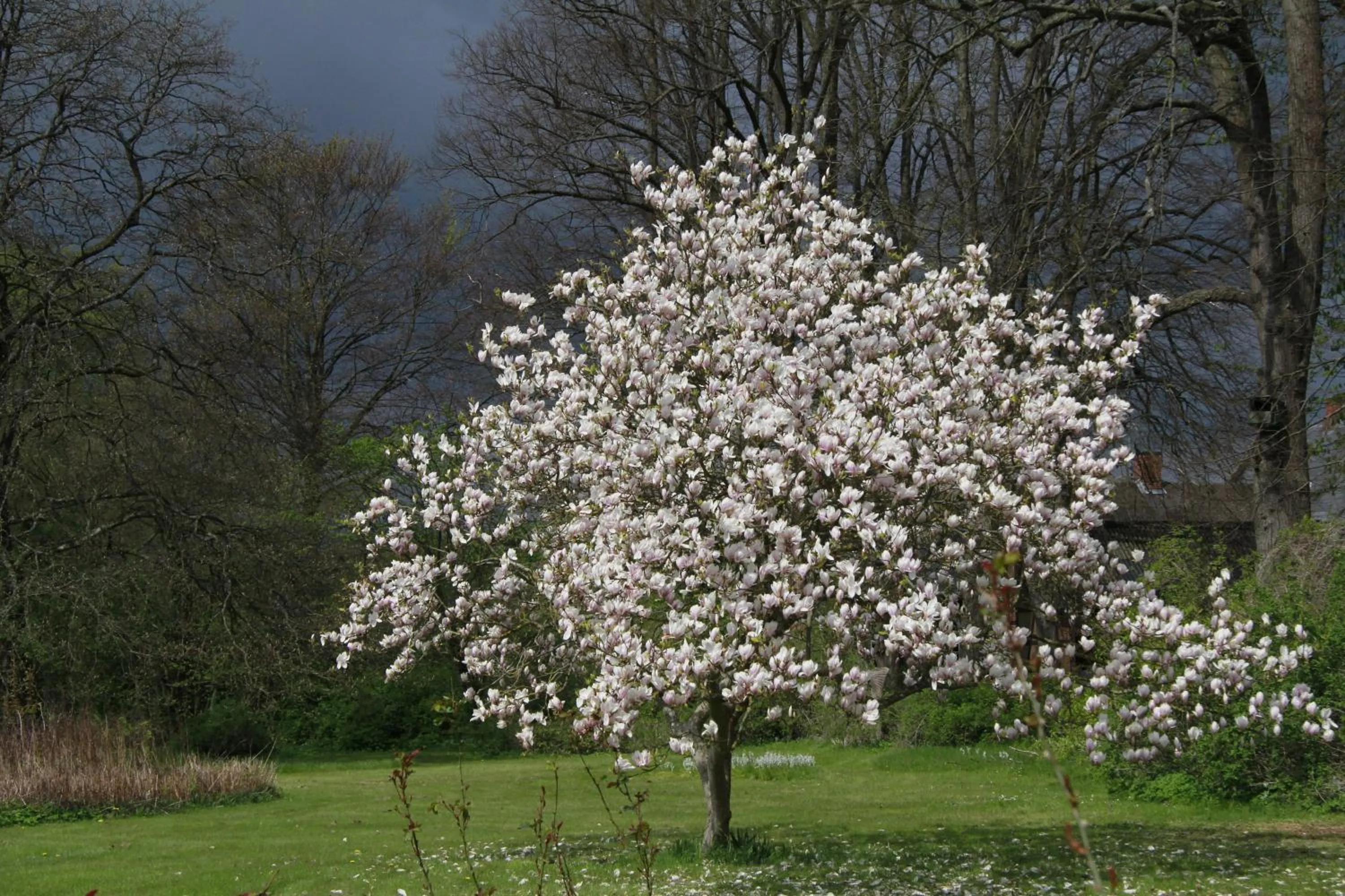 Spring in Vemmetofte Præstegård