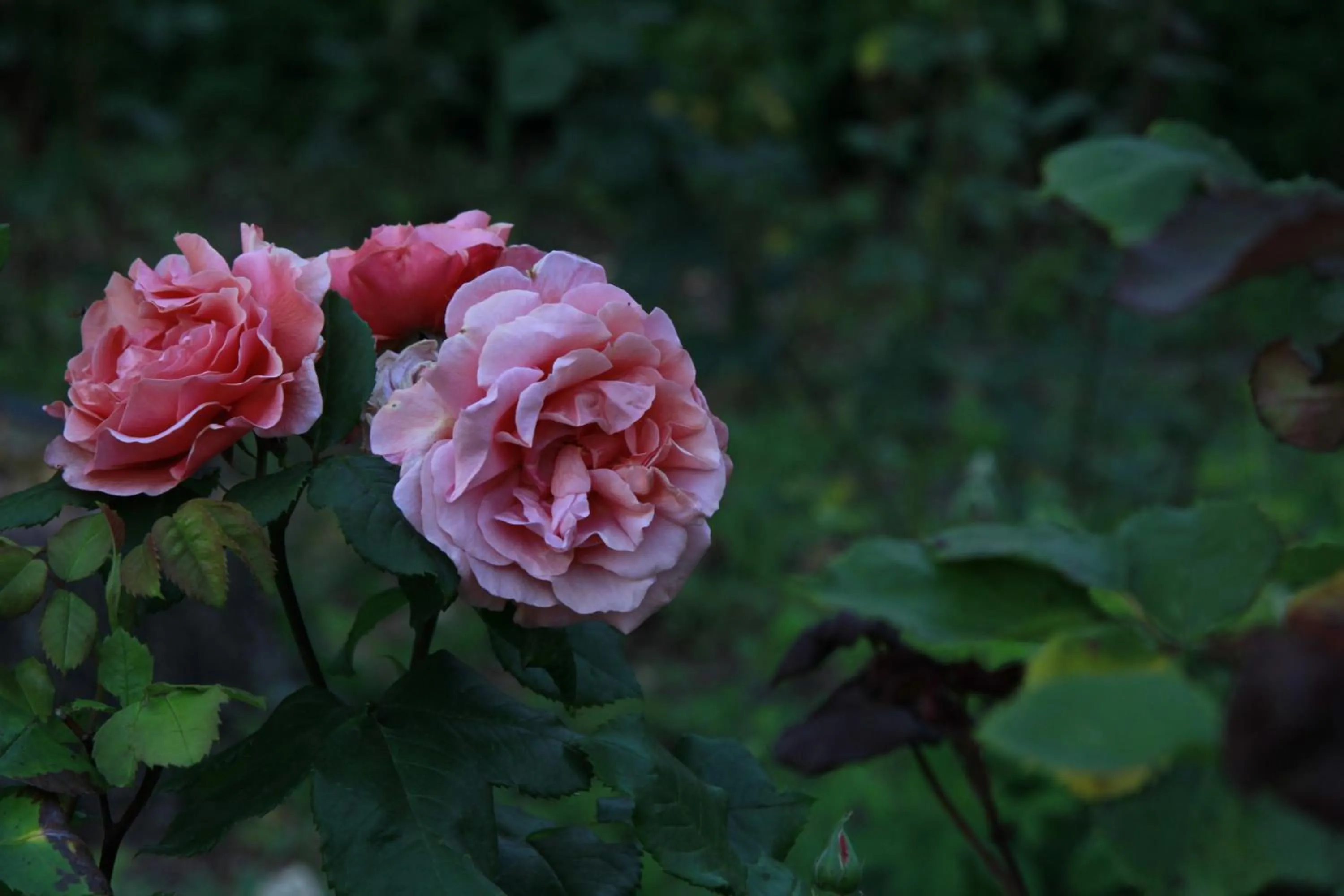 Garden in Vemmetofte Præstegård