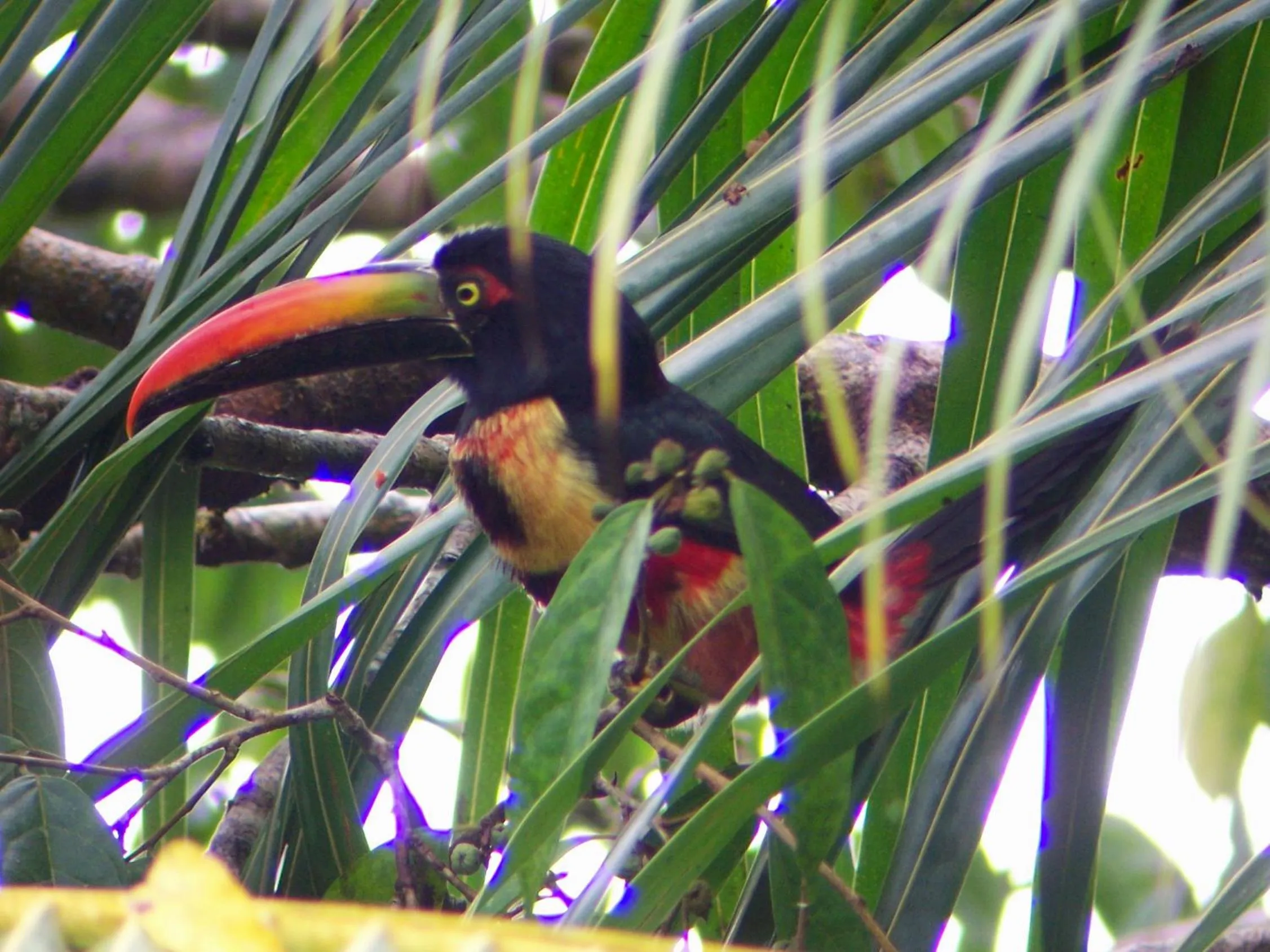 Animals in Casa Horizontes Corcovado
