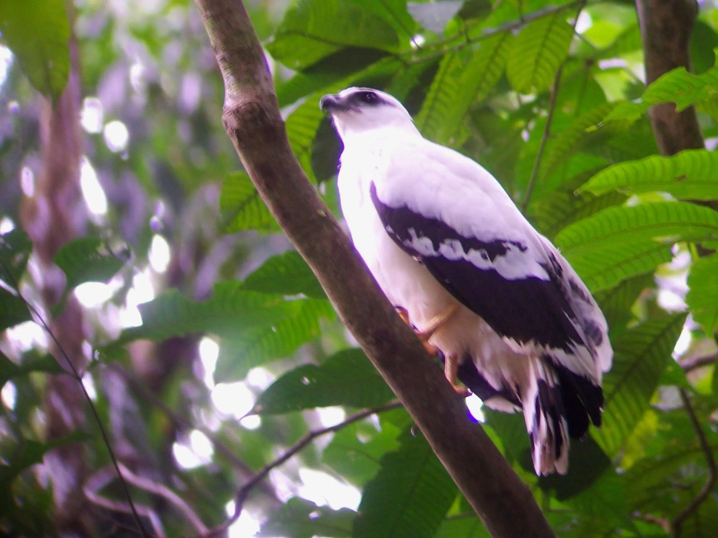 Animals in Casa Horizontes Corcovado