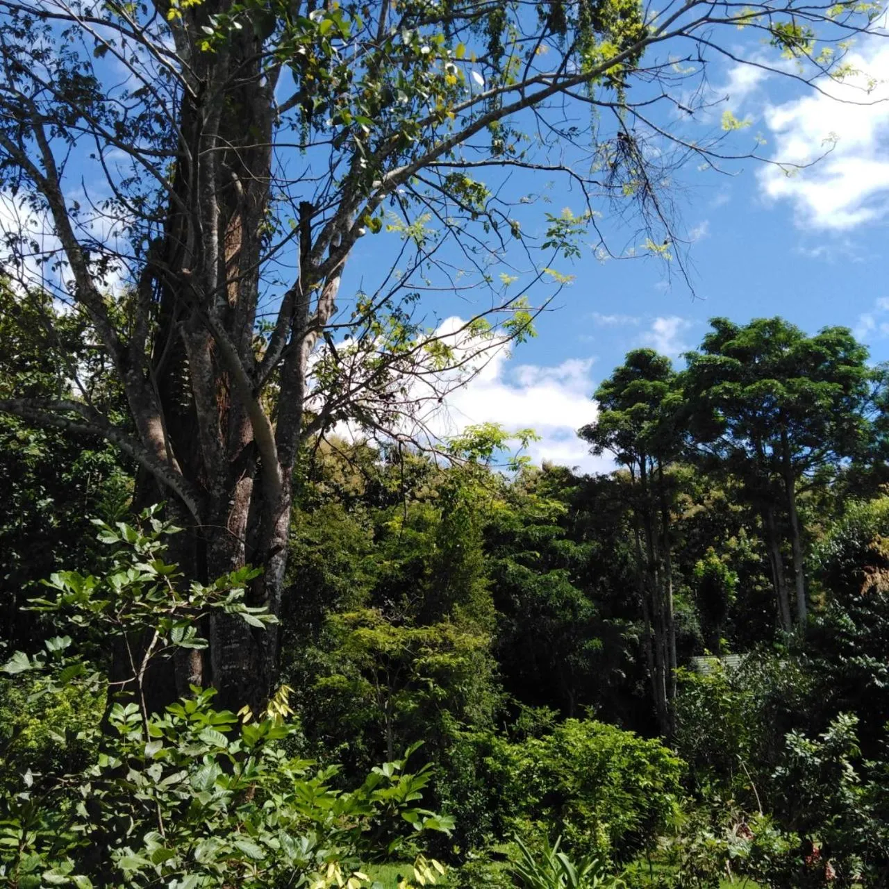 At Home Chiang Dao, Pooch Lovers