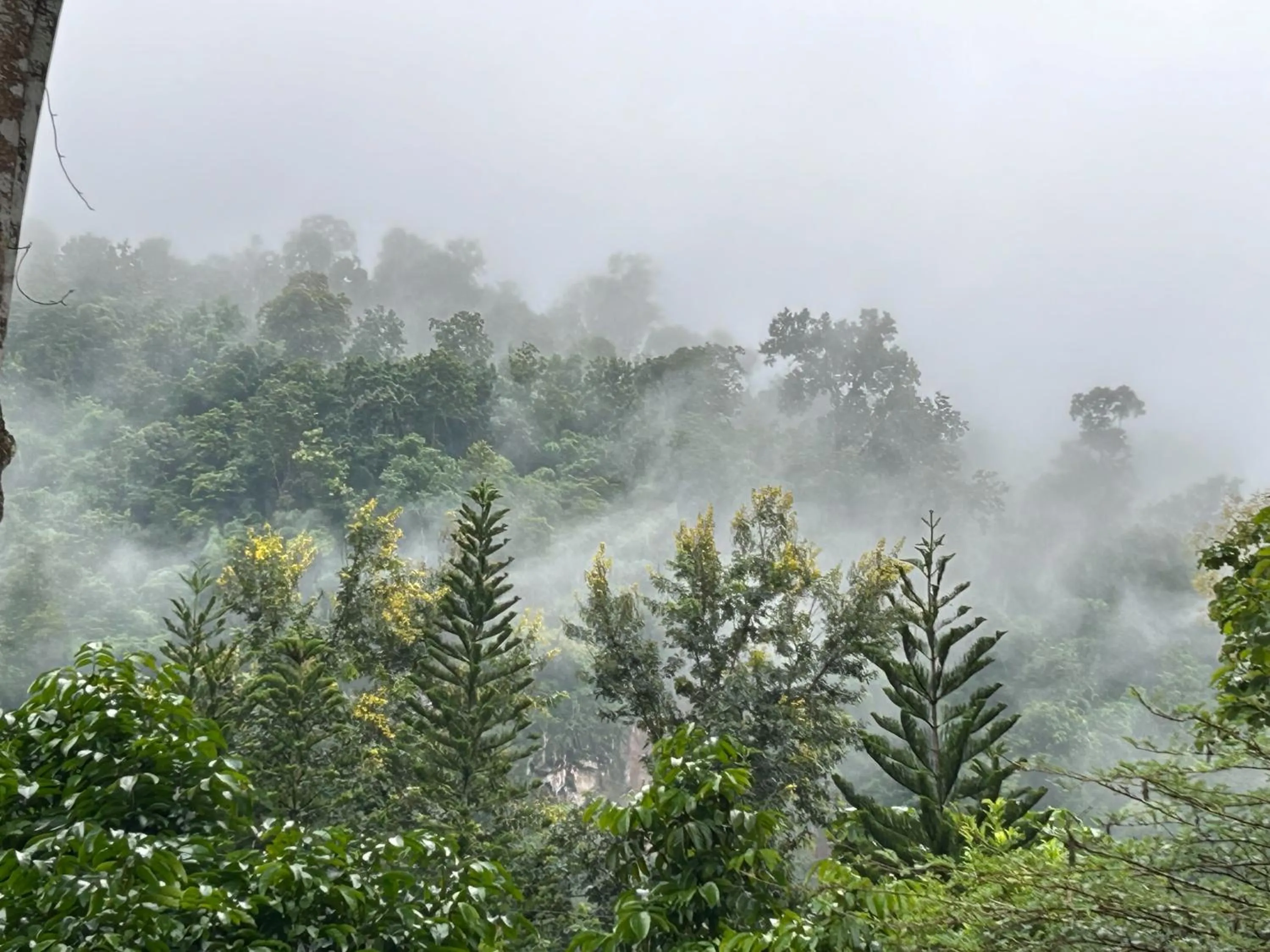 At Home Chiang Dao, Pooch Lovers
