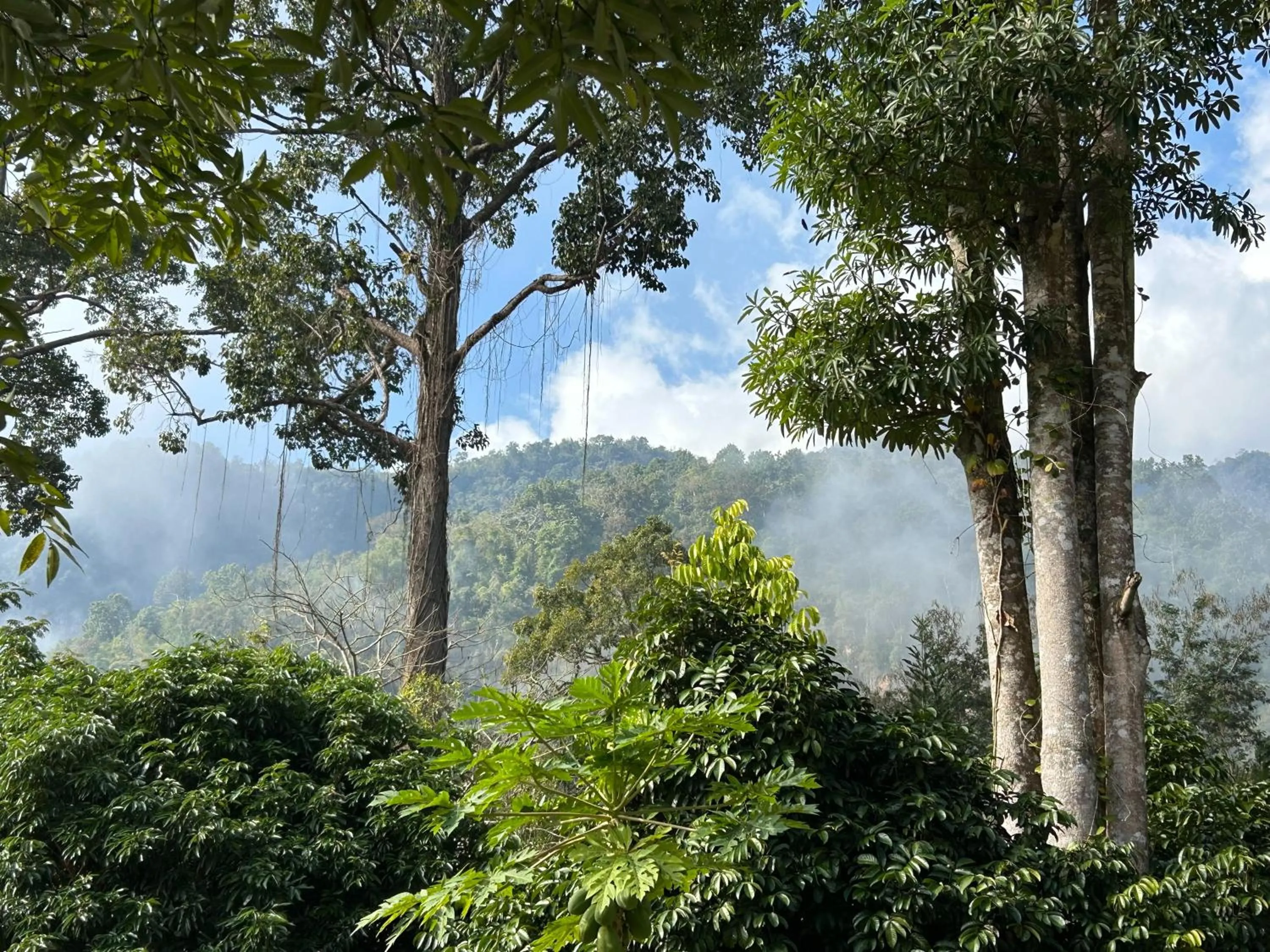 At Home Chiang Dao, Pooch Lovers