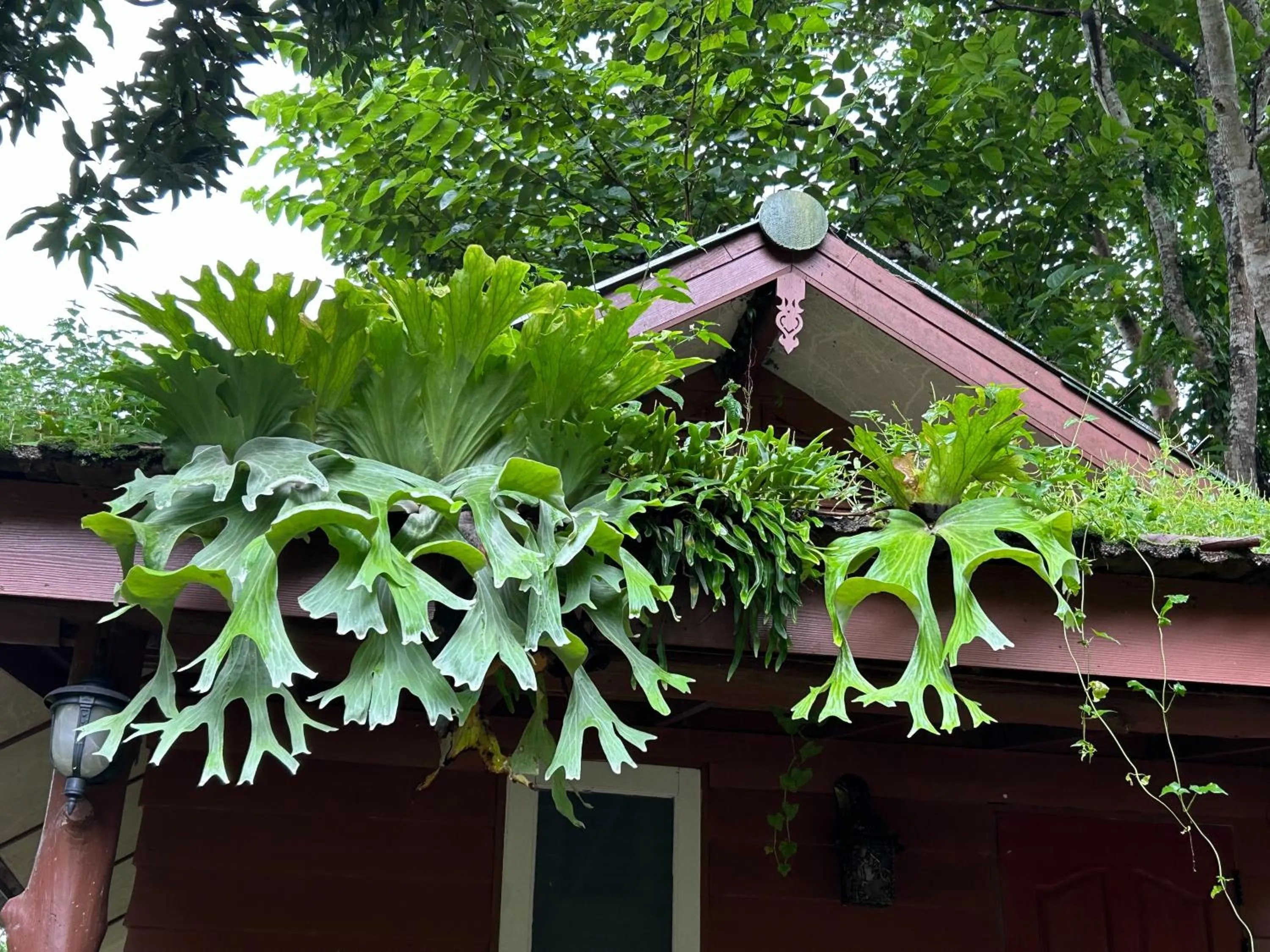 At Home Chiang Dao, Pooch Lovers