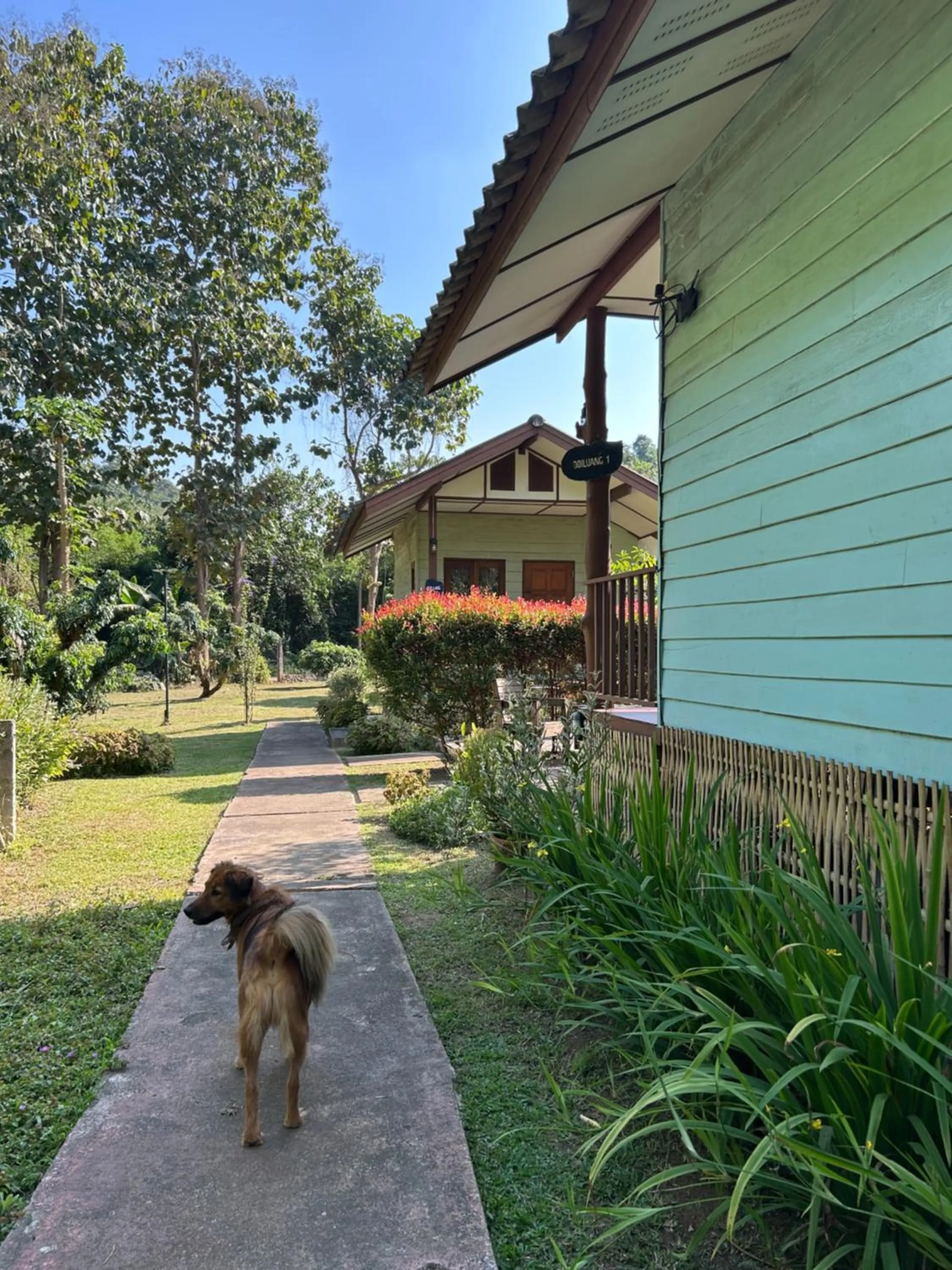 At Home Chiang Dao, Pooch Lovers