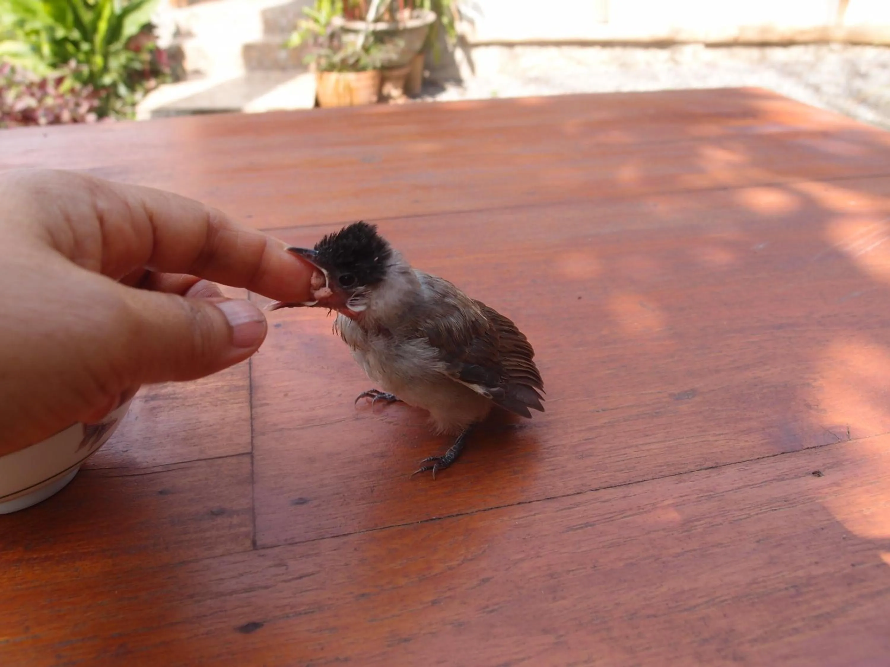 Animals in At Home Chiang Dao, Pooch Lovers
