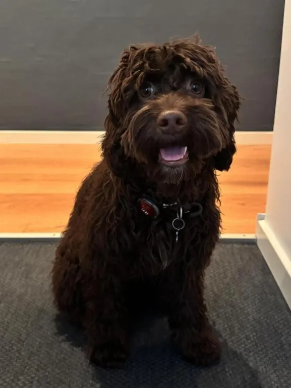 Pets in Hotel Melfarhus