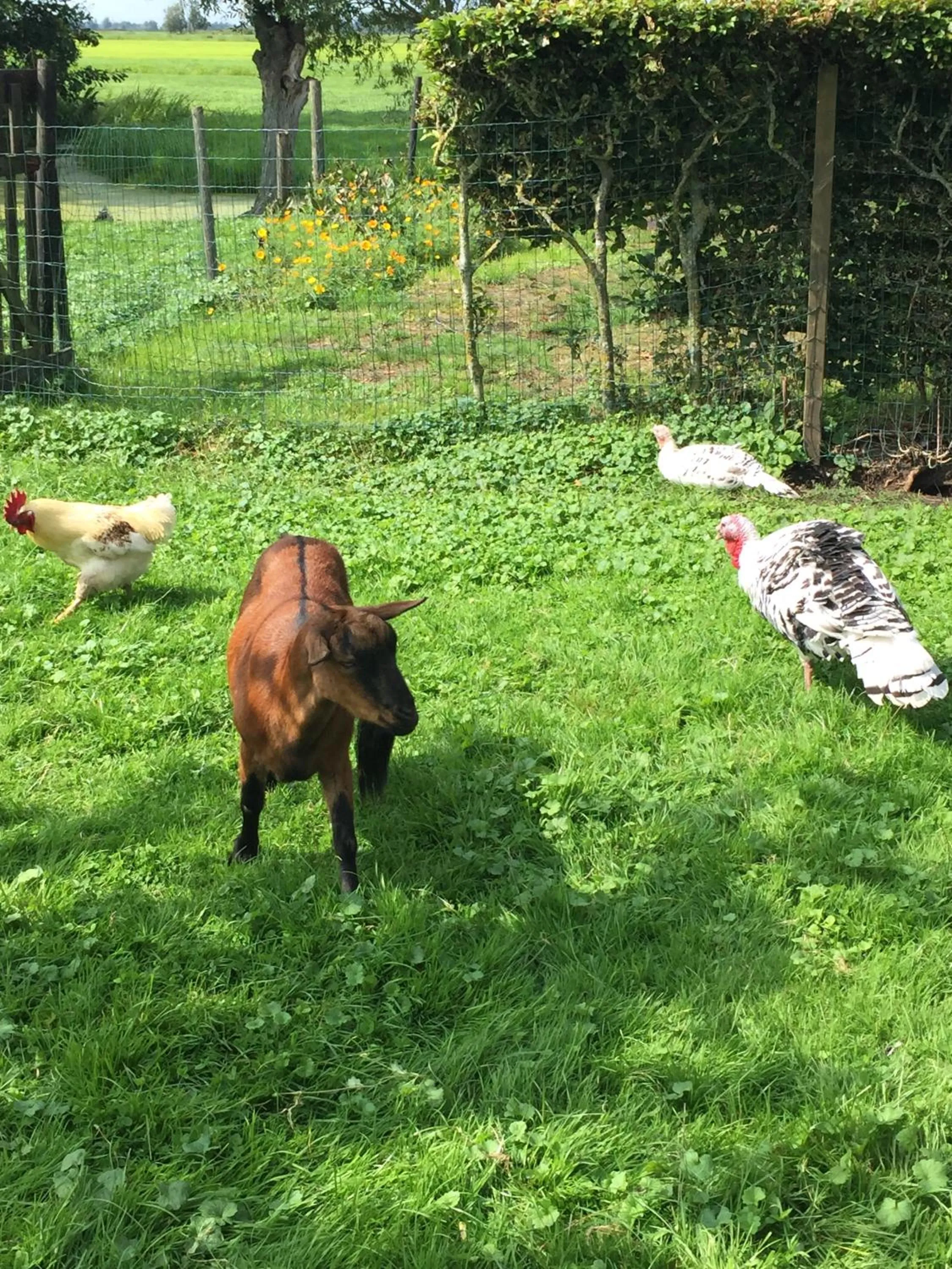 Garden in Droomgaerd