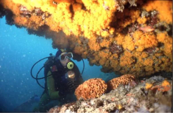 Activities in Hotel Victoria Playa