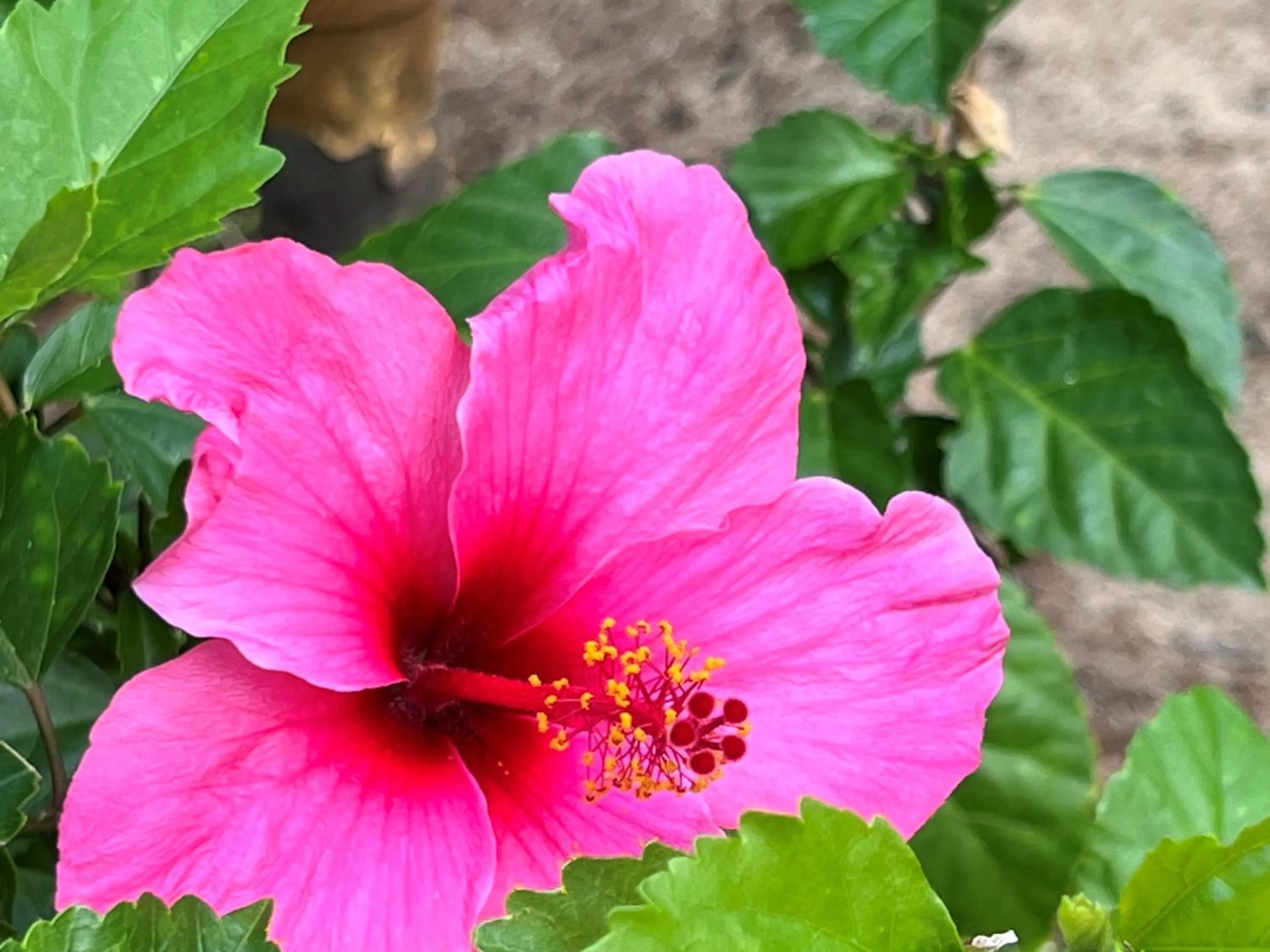 Nearby landmark in First Cabin International Hawaii