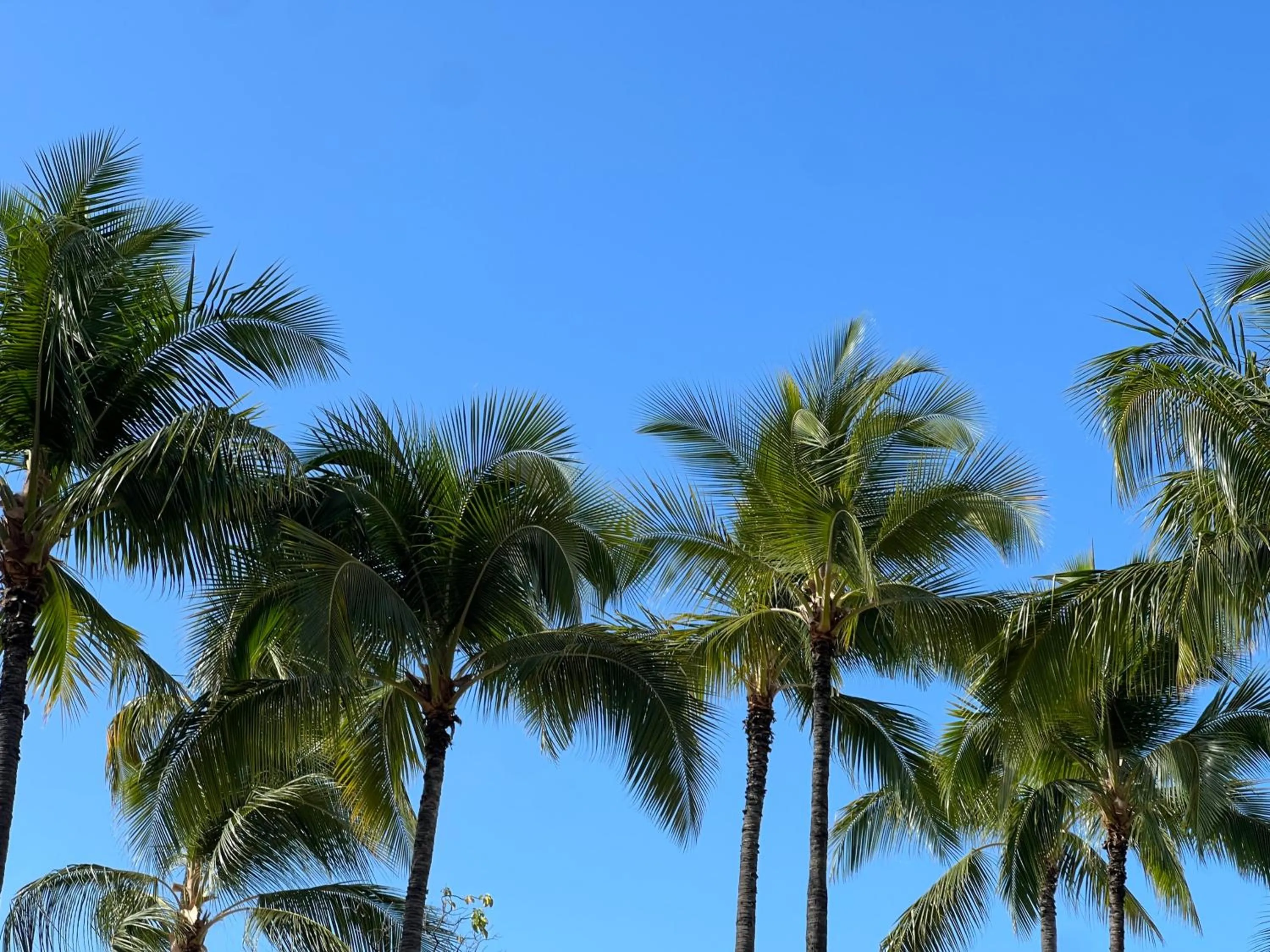 Nearby landmark in First Cabin International Hawaii