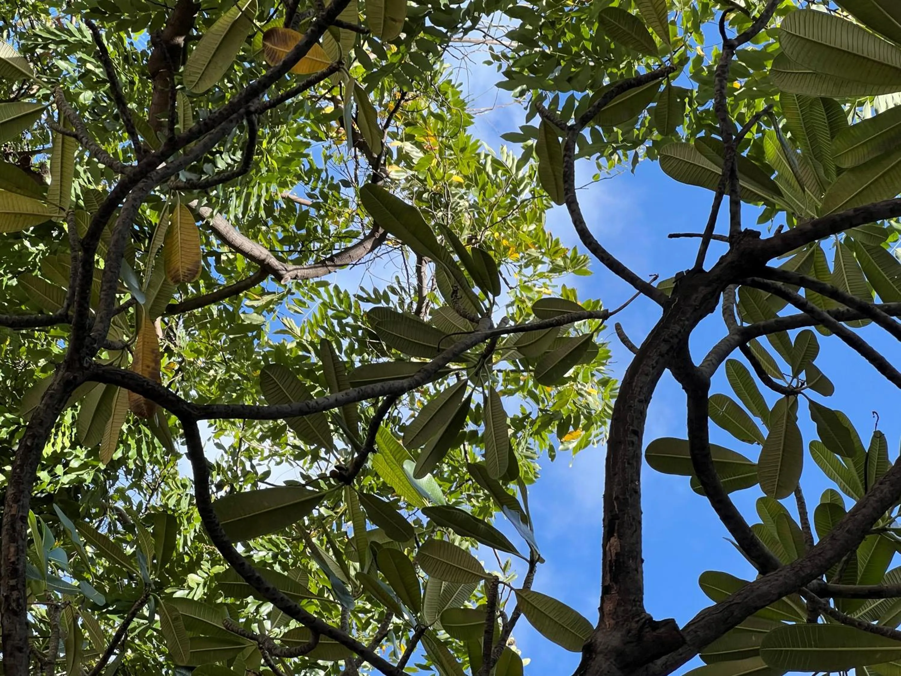 Natural landscape in First Cabin International Hawaii