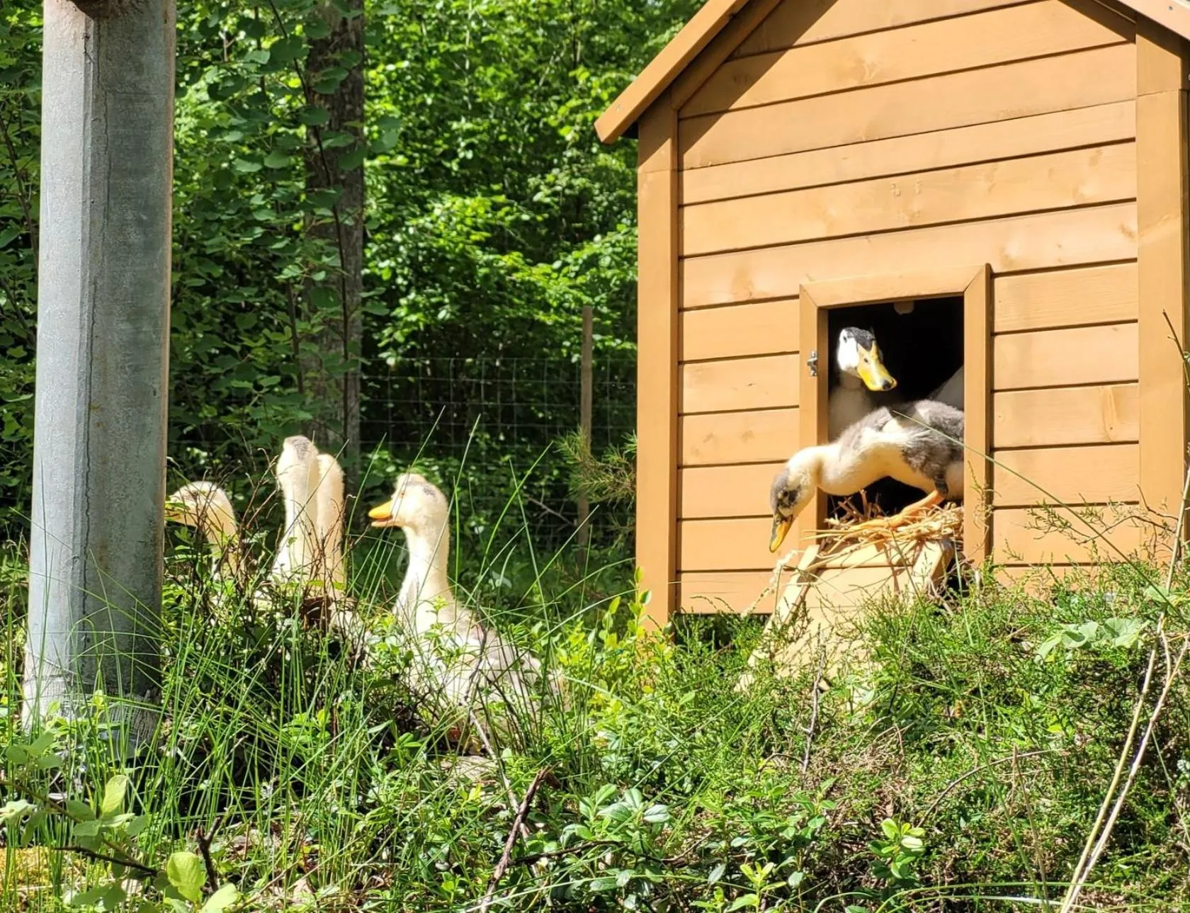 Animals in Bergakungen Stugby