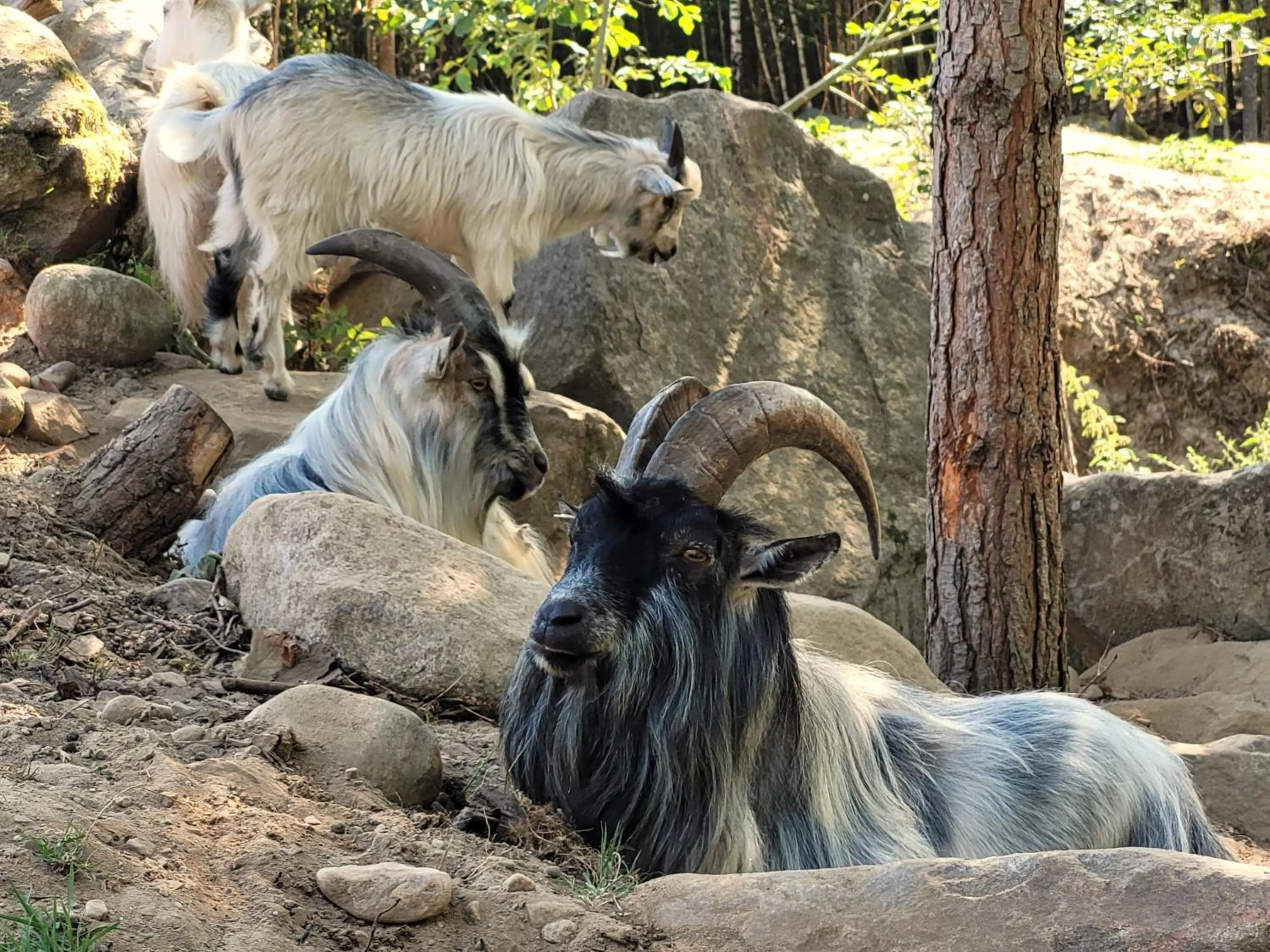 Animals in Bergakungen Stugby