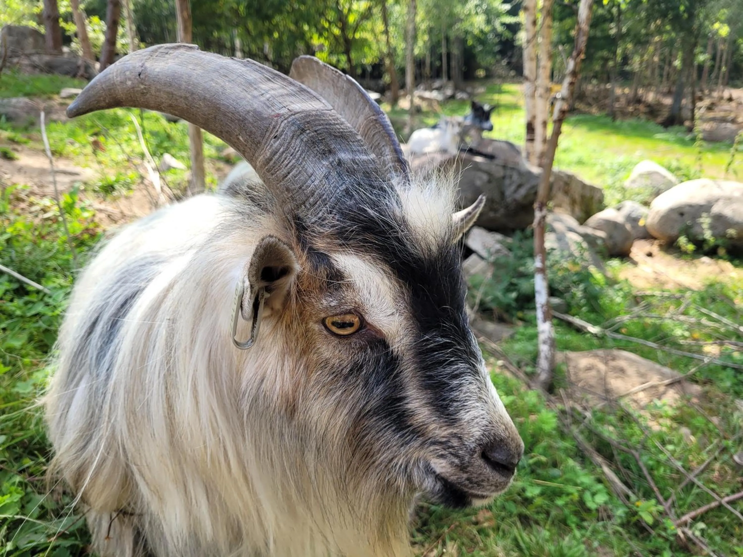 Animals in Bergakungen Stugby