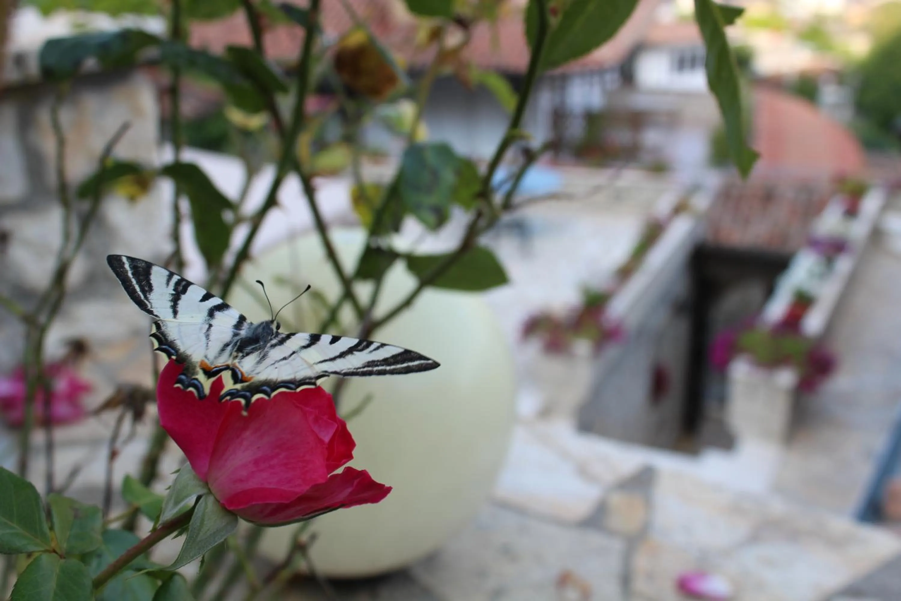 Staff in Hotel Vila Aleksander