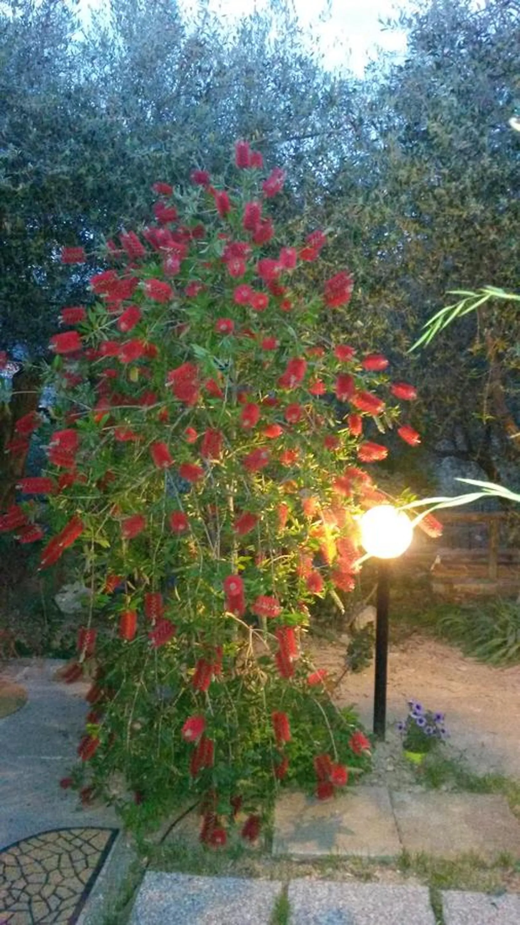 Garden in L'Uliveto D'Argento