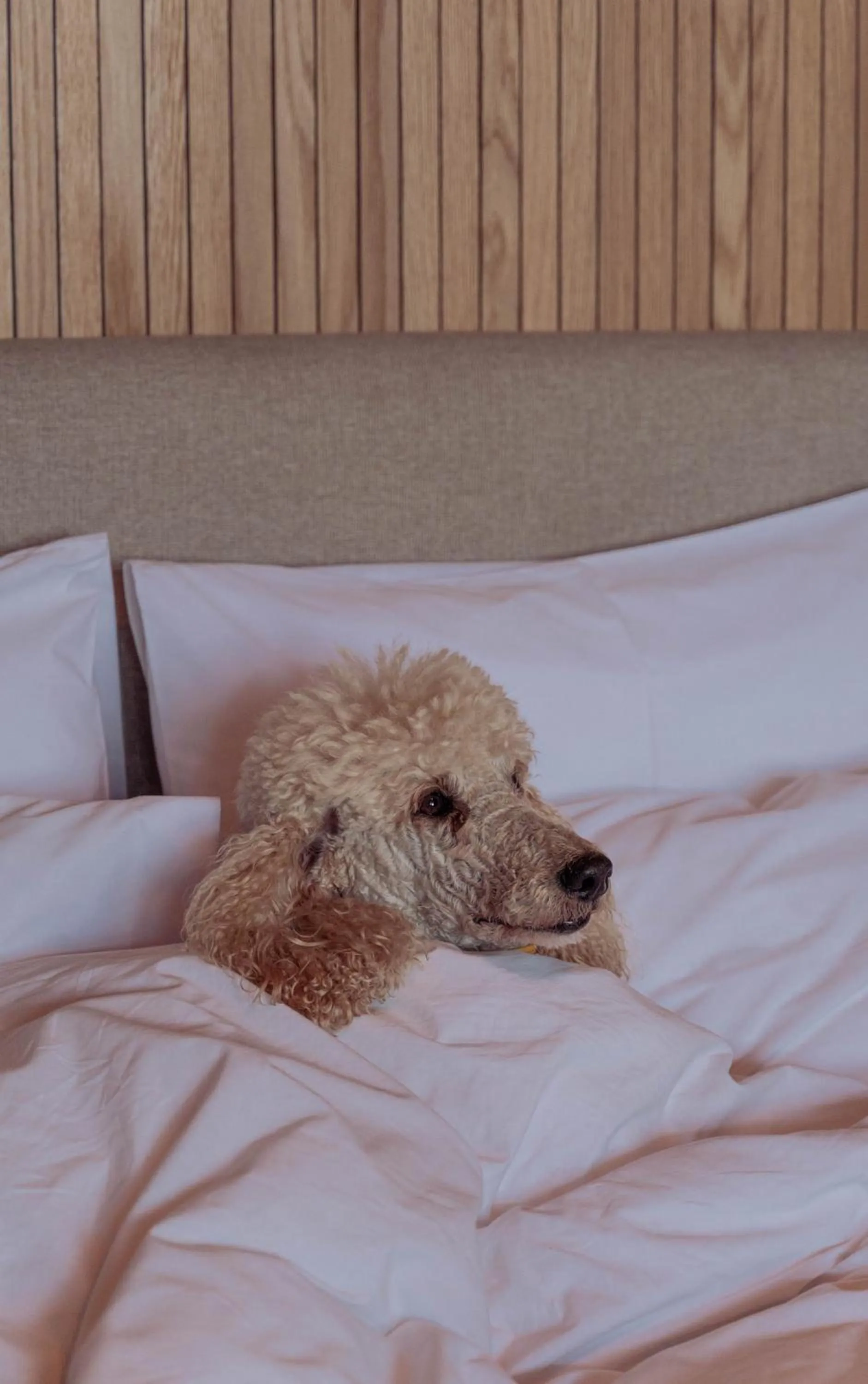 Bed in Stoep By Ideas Cartel