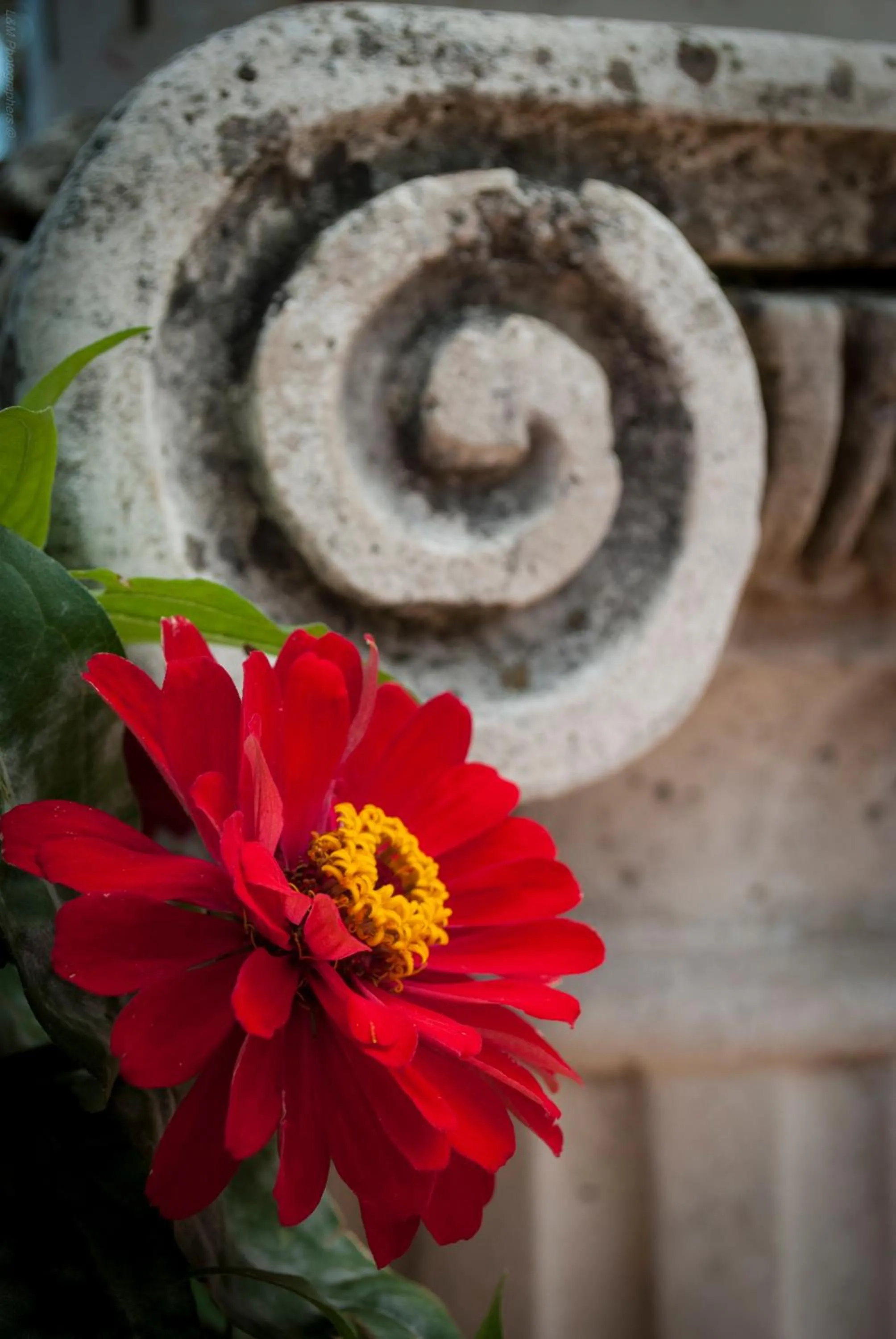 Decorative detail in L'Incanto